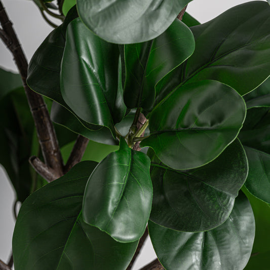 Ficus Plant Klassiek 70x70x187 cm