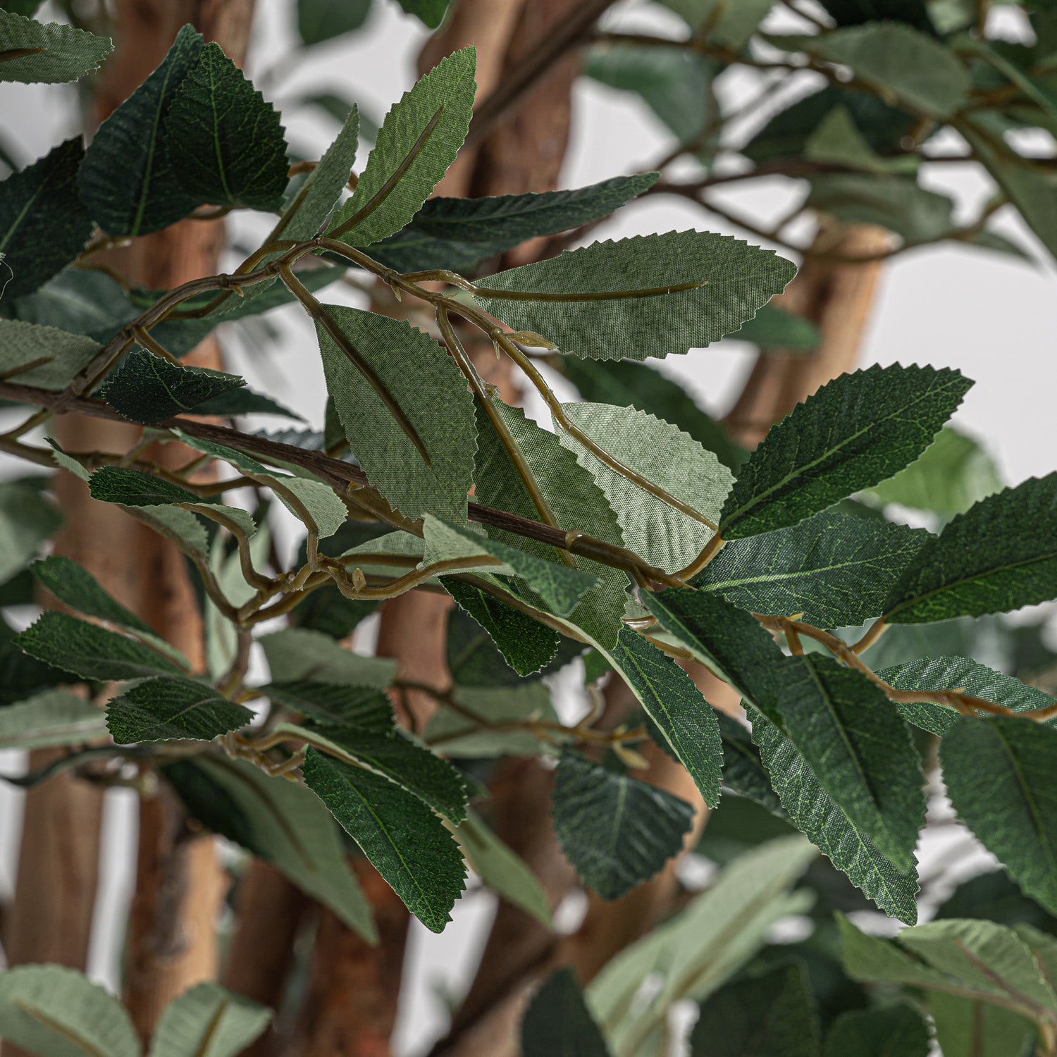 Ficus Plant 90x90x210 cm