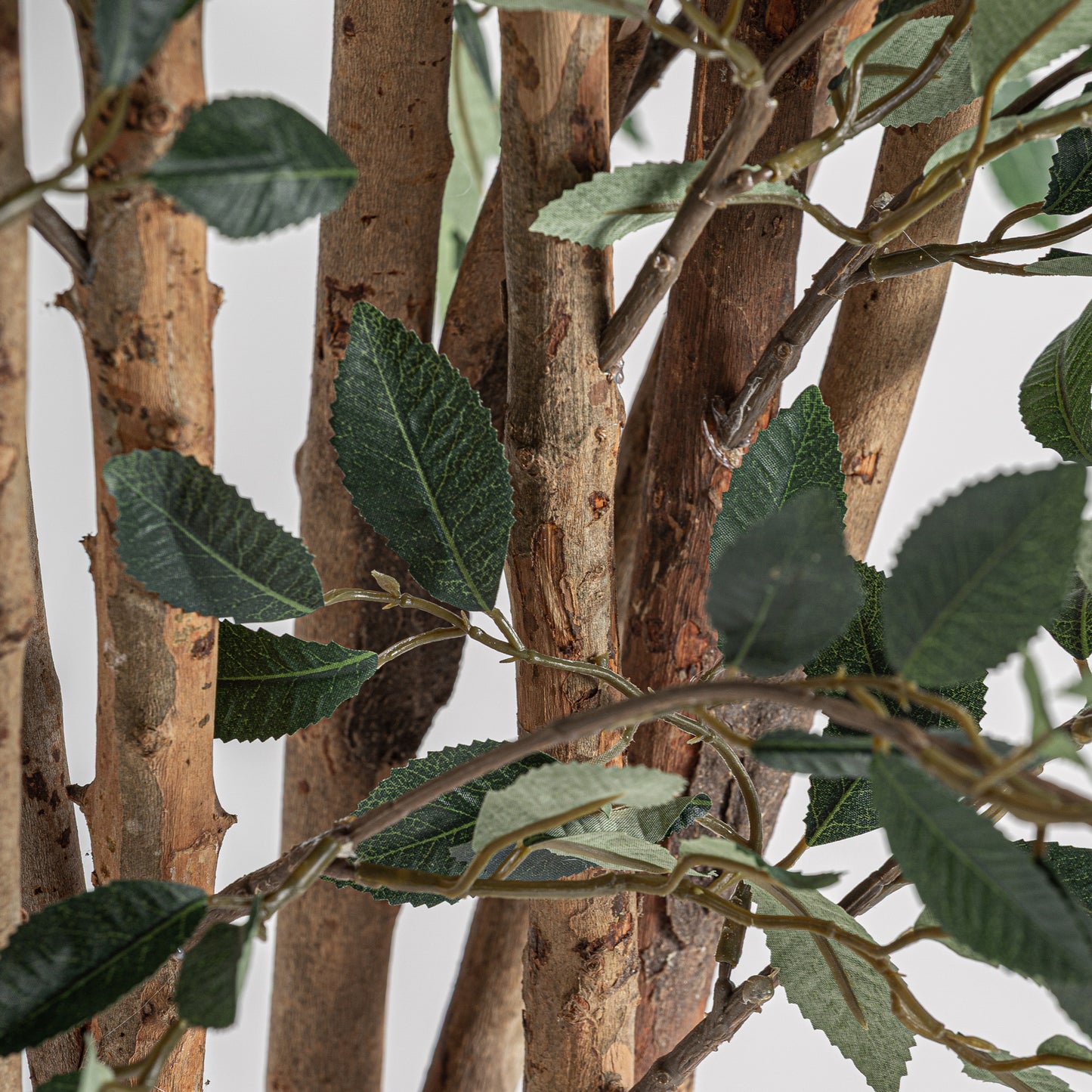 Ficus Plant 90x90x210 cm