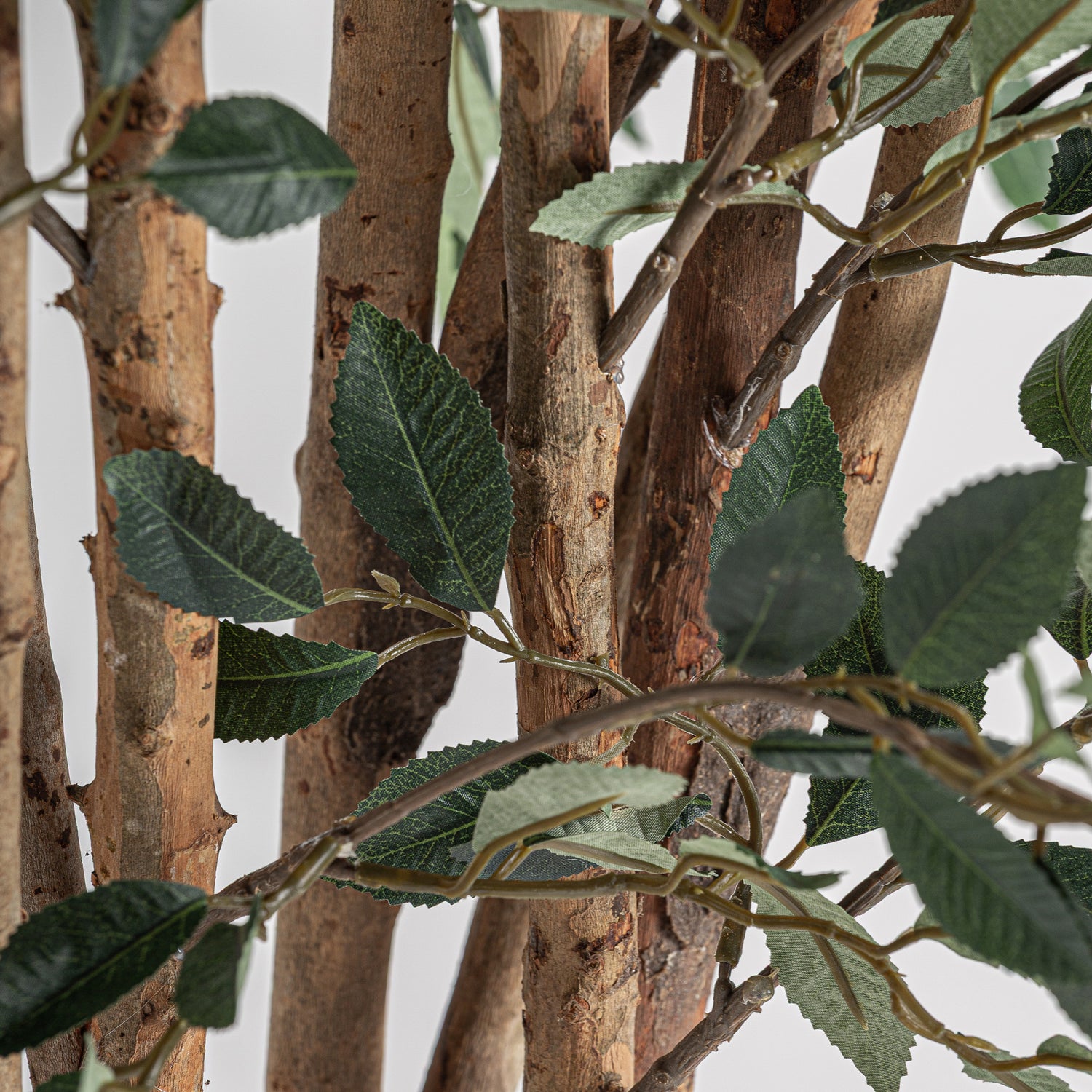 Ficus Plant 90x90x210 cm