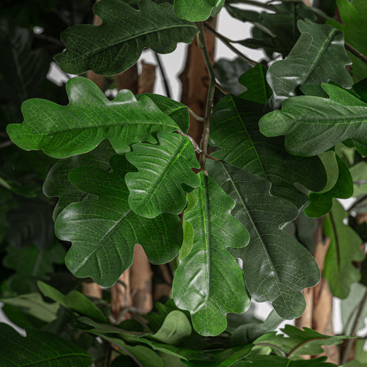 Roble Plant 90x70x210 cm