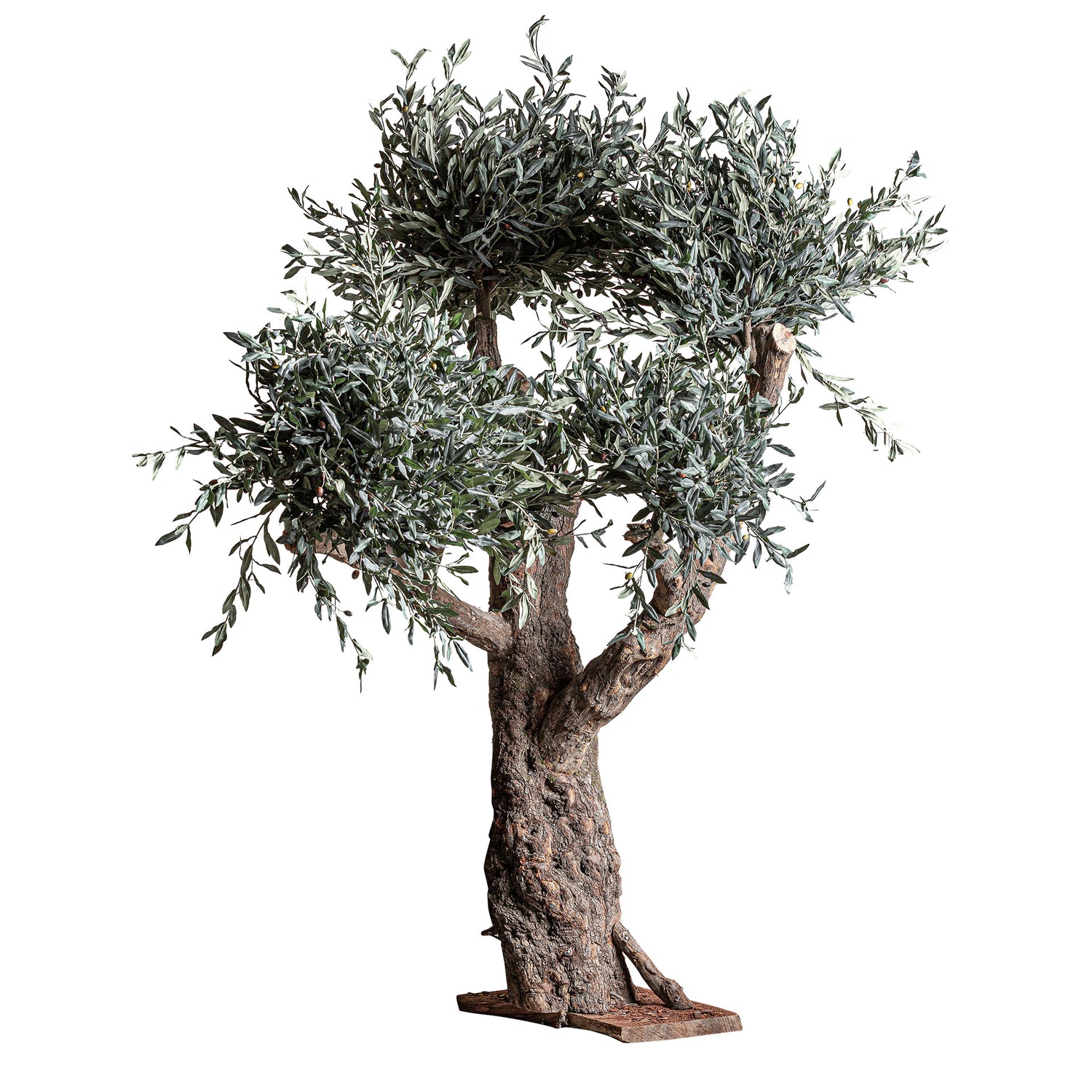 Olivo Plant 120x120x240 cm