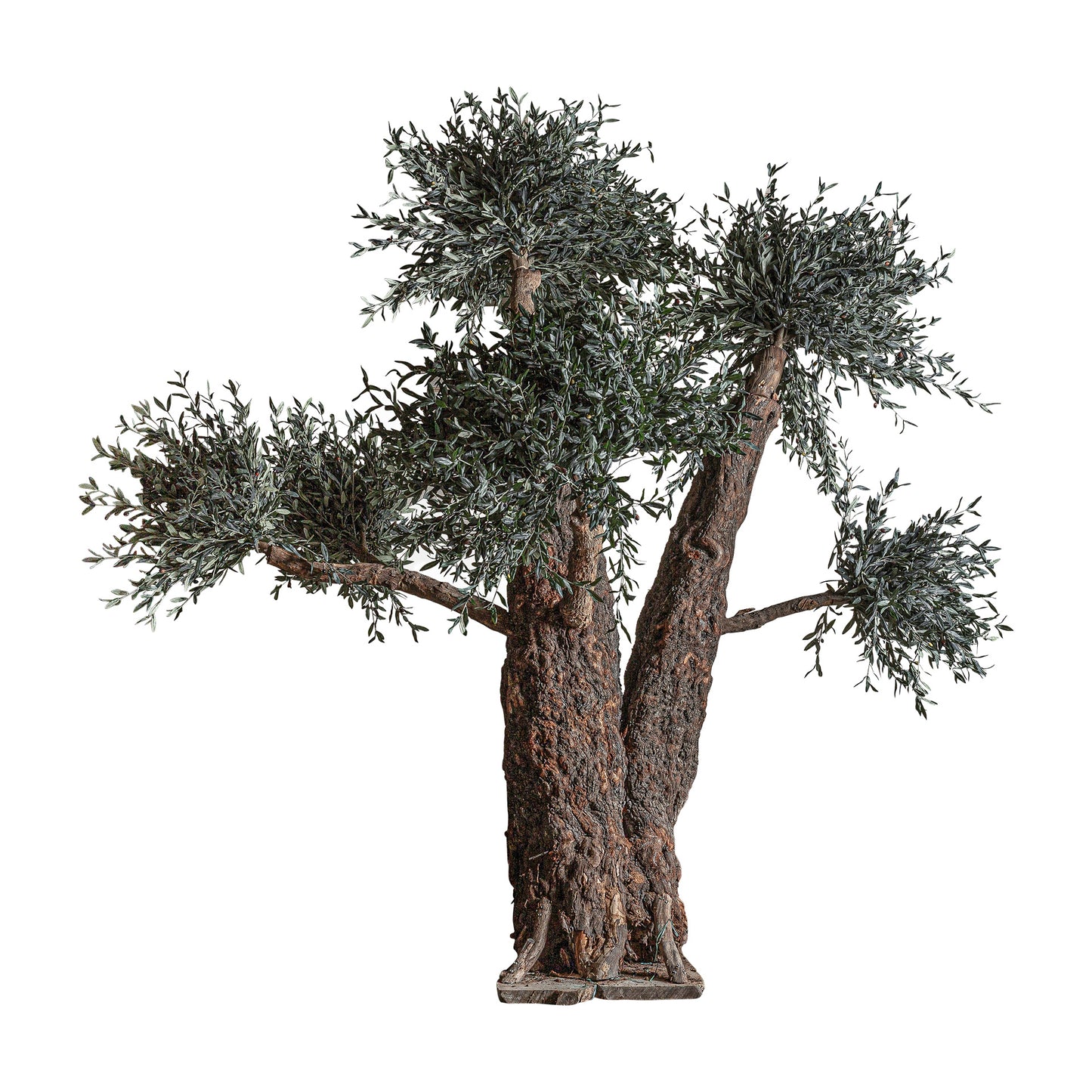 Olivo Plant 240x240x320 cm