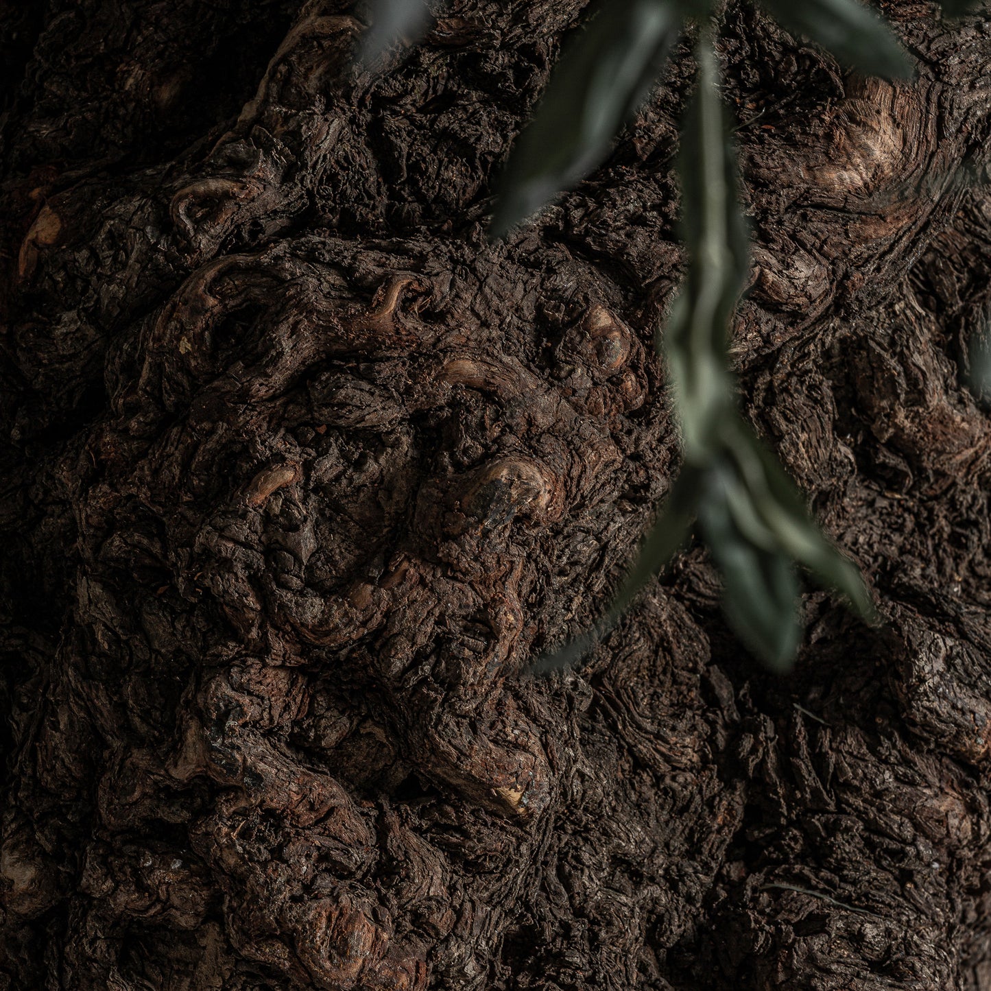 Olivo Plant 240x240x320 cm