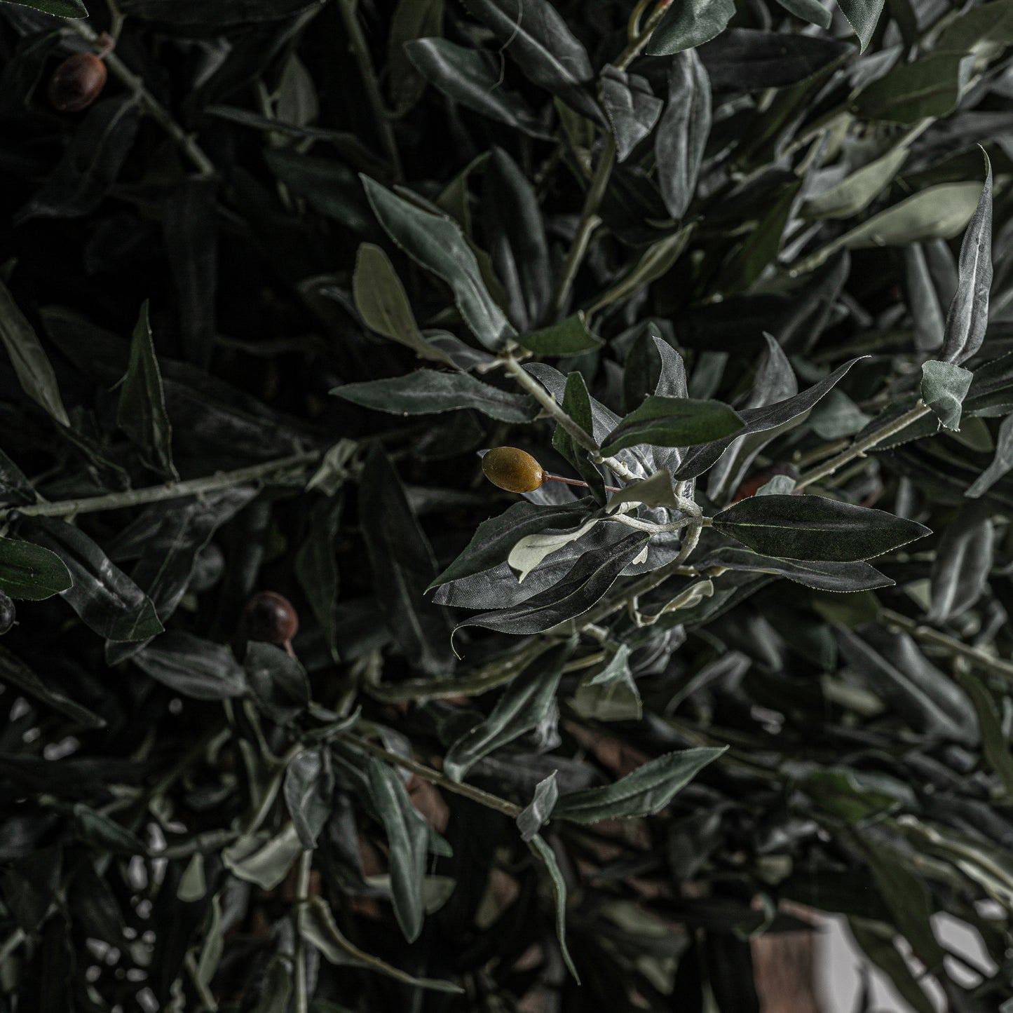 Olivo Plant 240x240x320 cm