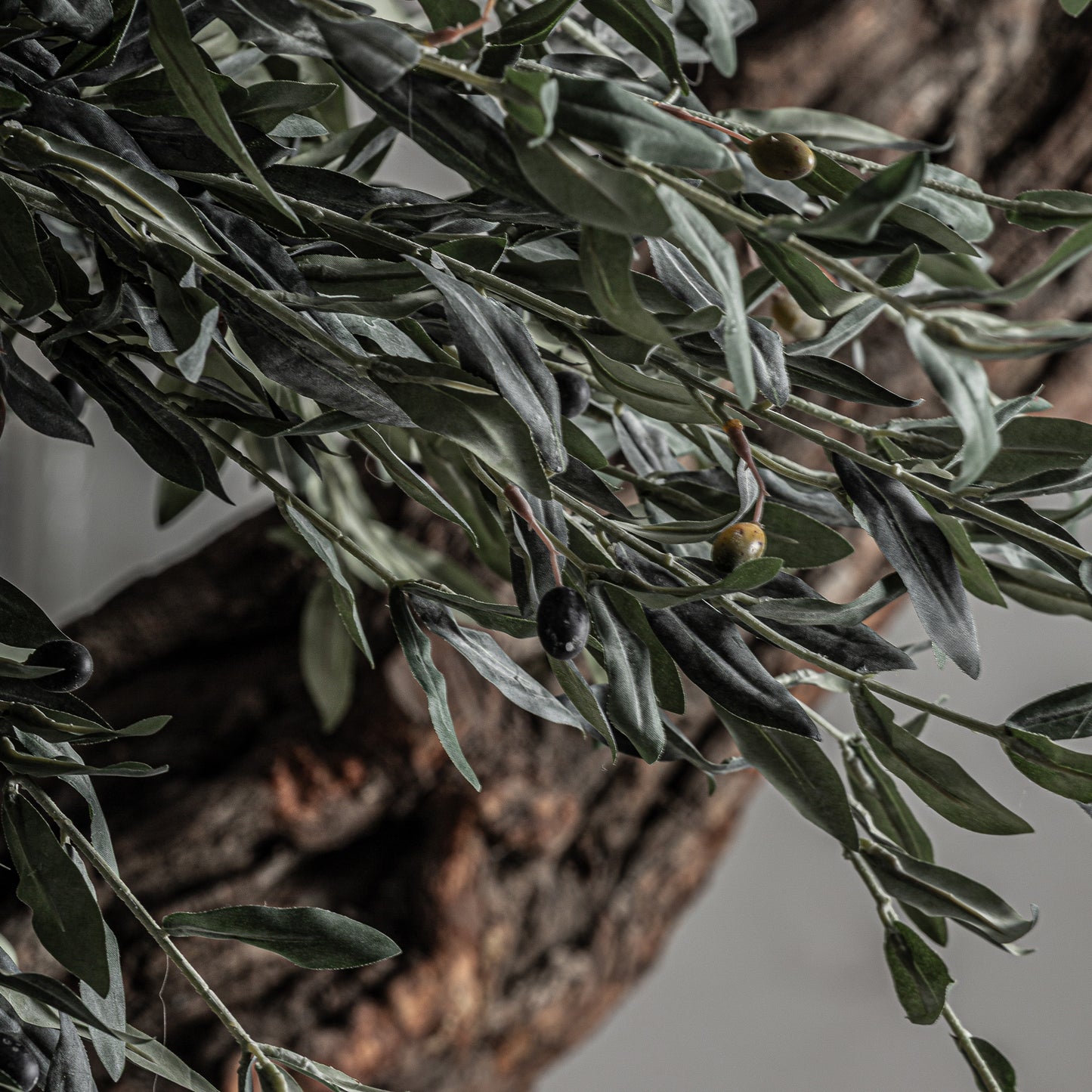 Olivo Plant 240x240x320 cm