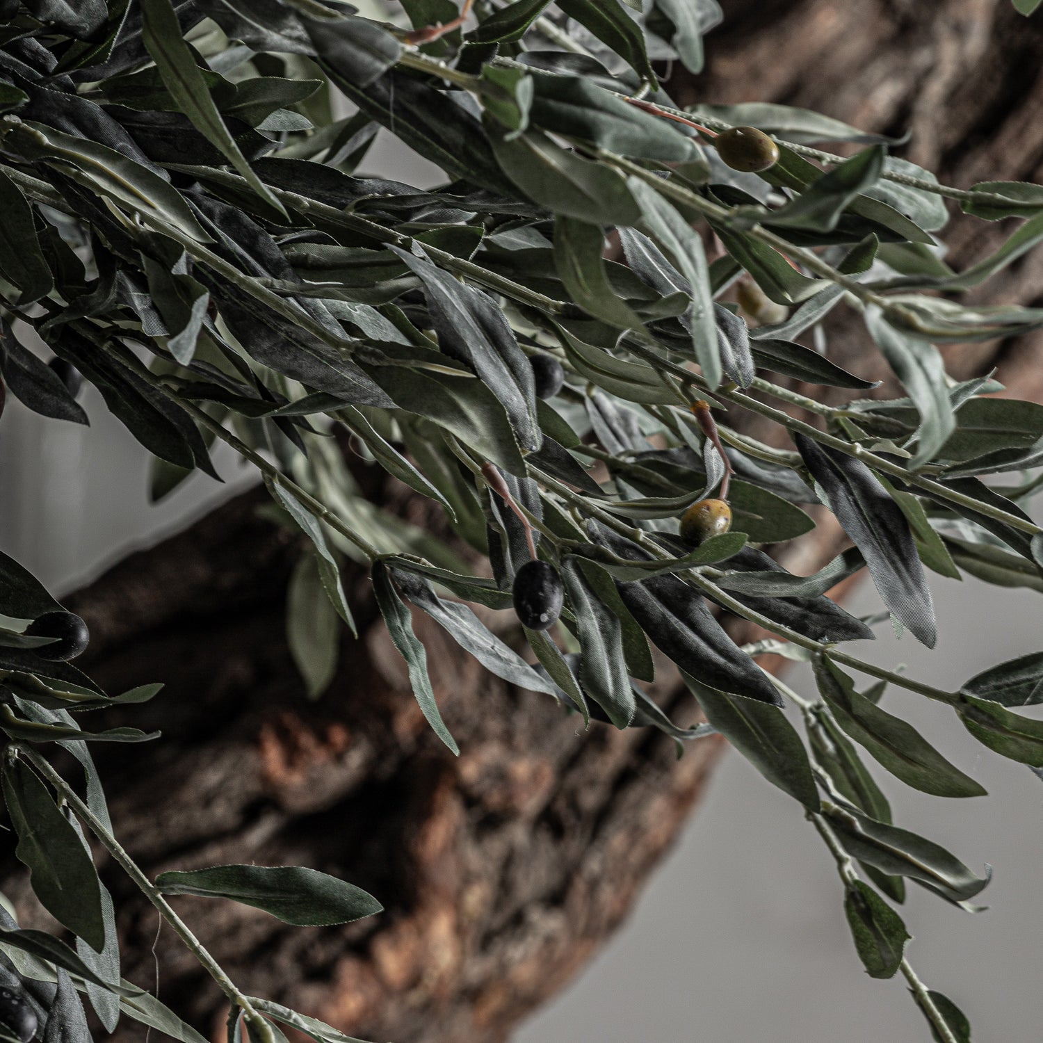 Olivo Plant 240x240x320 cm