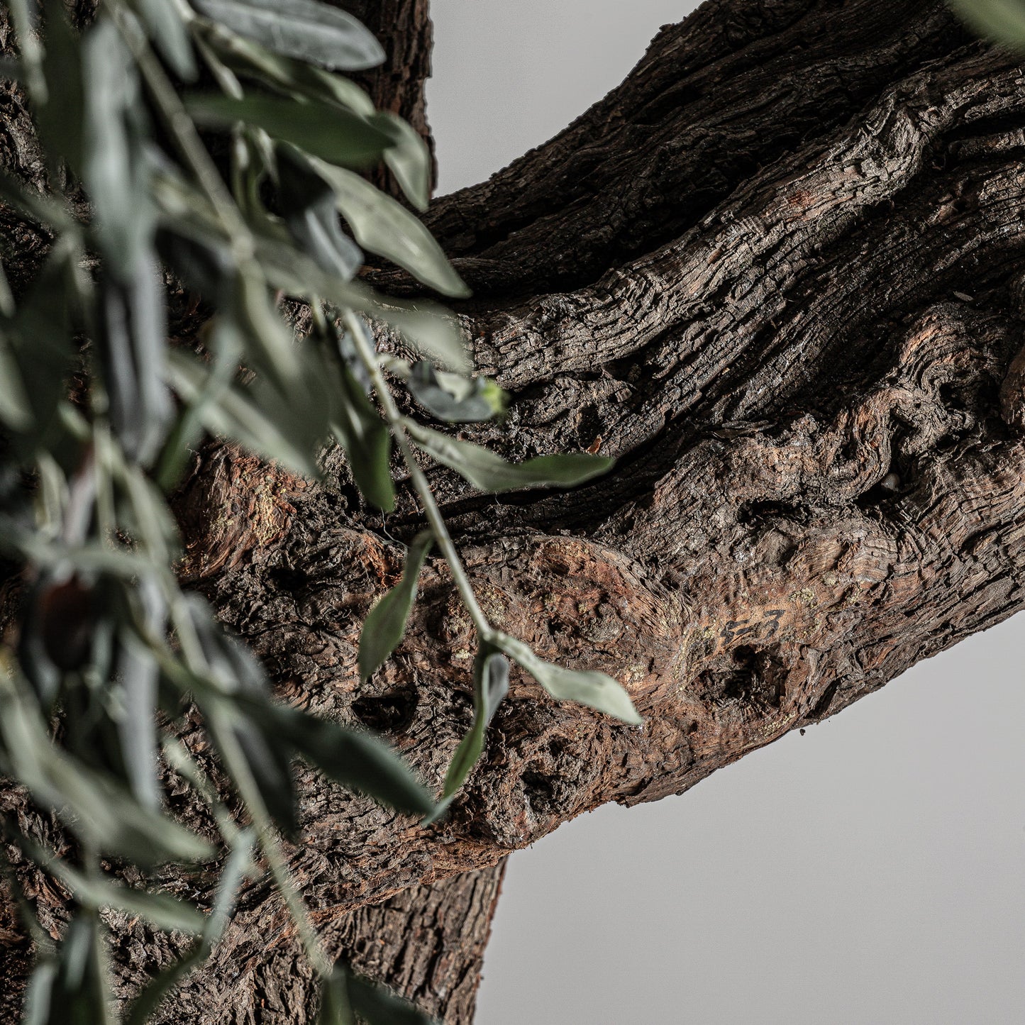 Olivo Plant 240x240x320 cm