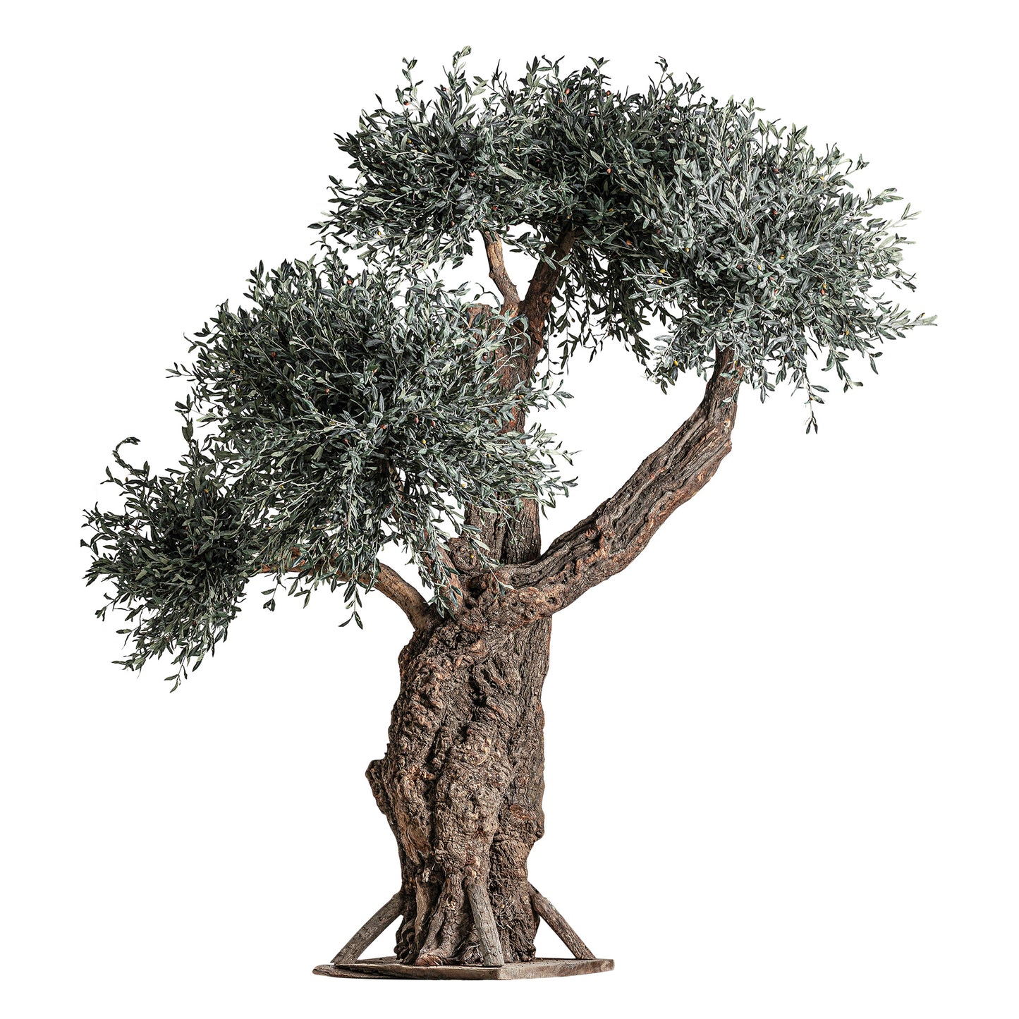 Olivo Plant 240x240x320 cm