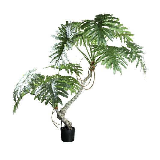 Tree Groen Philodendron Selloum In Zwarte Pot 170x170x120 cm