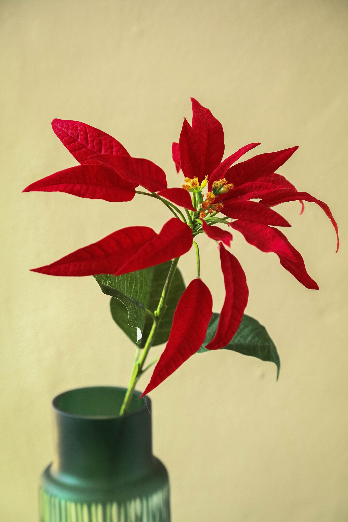 Garden Flower Rode Kerstster Spray Met Bladeren - Set van 12 71x10x20 cm