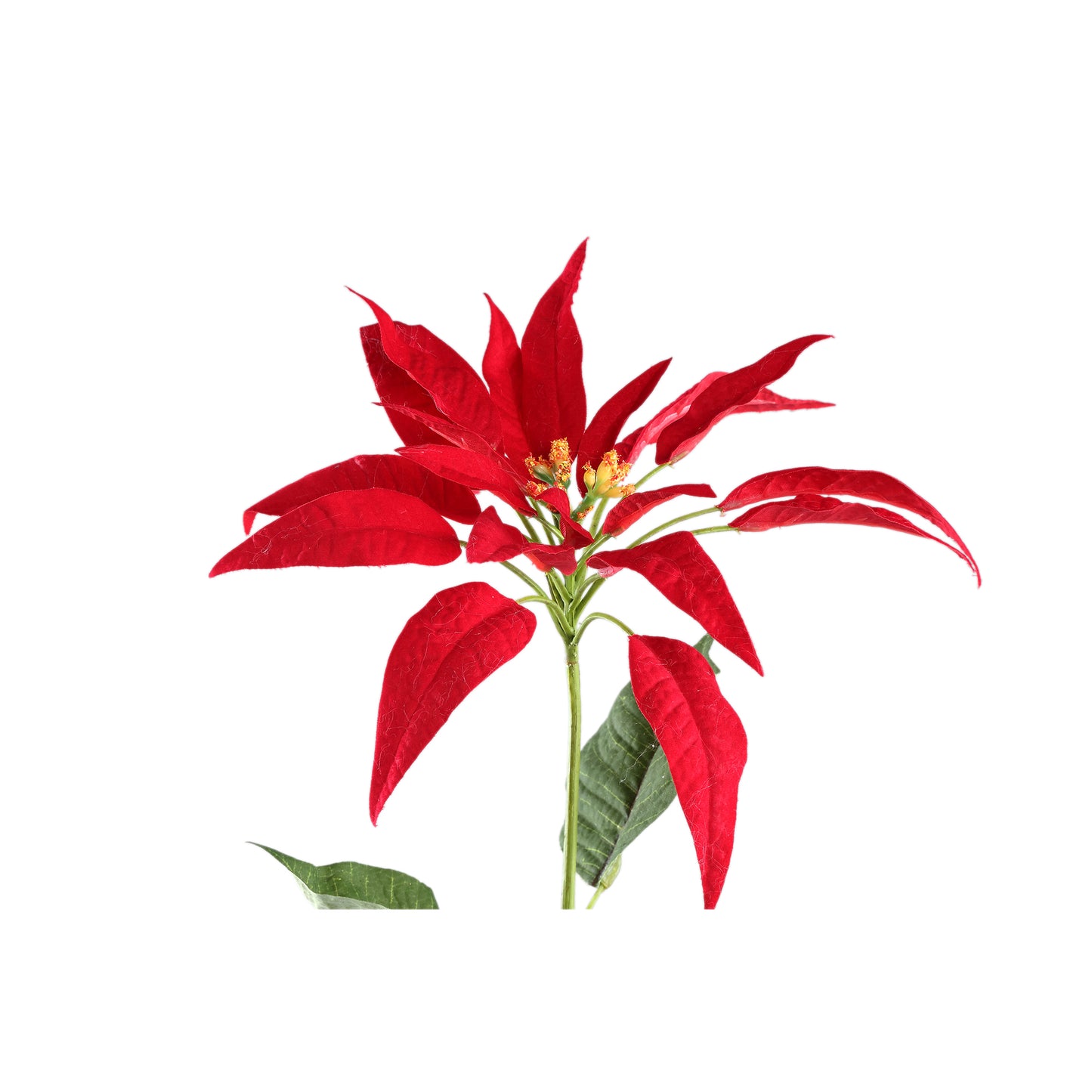 Garden Flower Rode Kerstster Spray Met Bladeren - Set van 12 71x10x20 cm