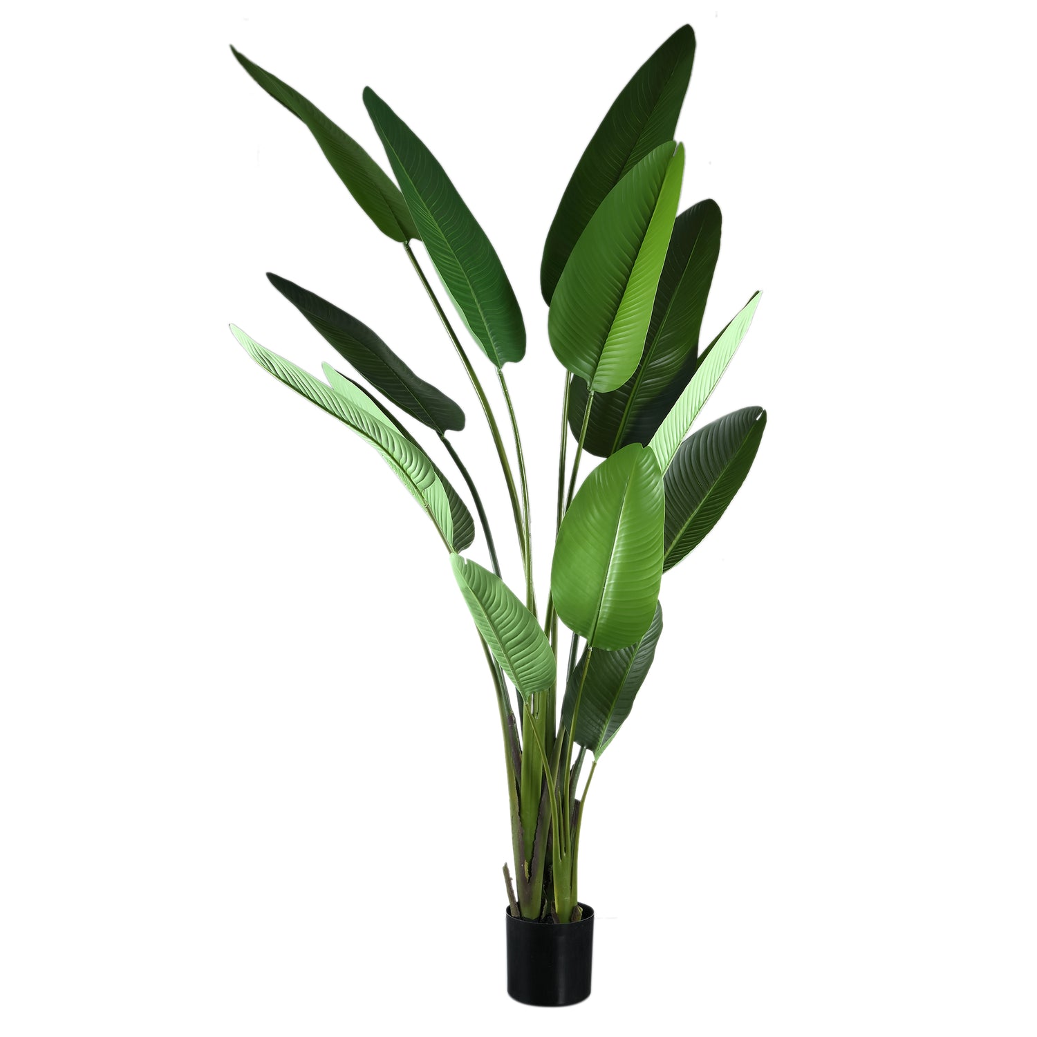 Leaves Plant Groene Strelitzia In Pot XL 310x130x87 cm