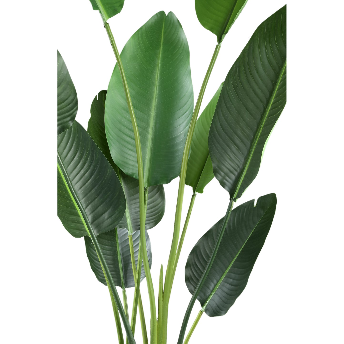 Leaves Plant Groene Strelitzia In Pot M 150x85x73 cm