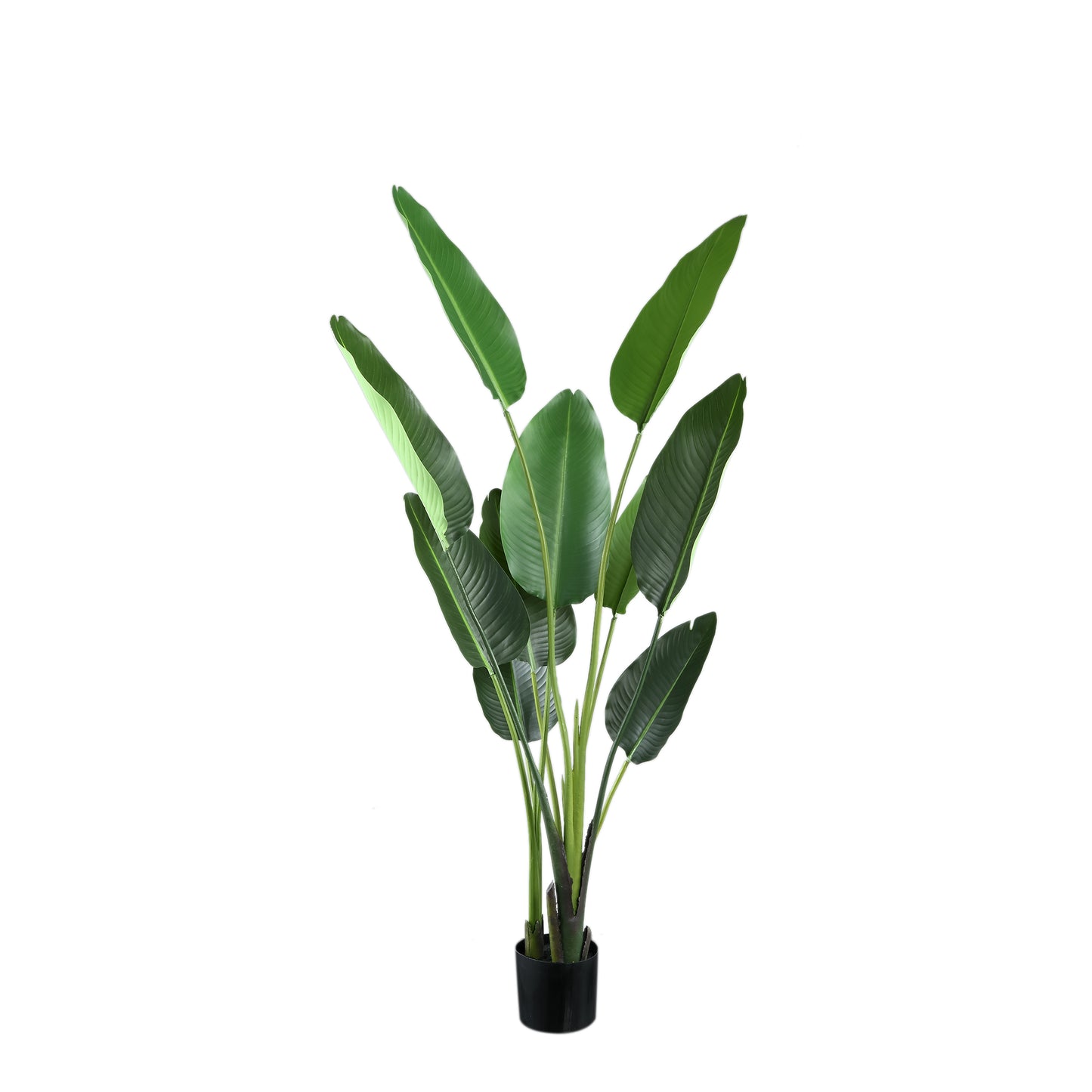 Leaves Plant Groene Strelitzia In Pot M 150x85x73 cm