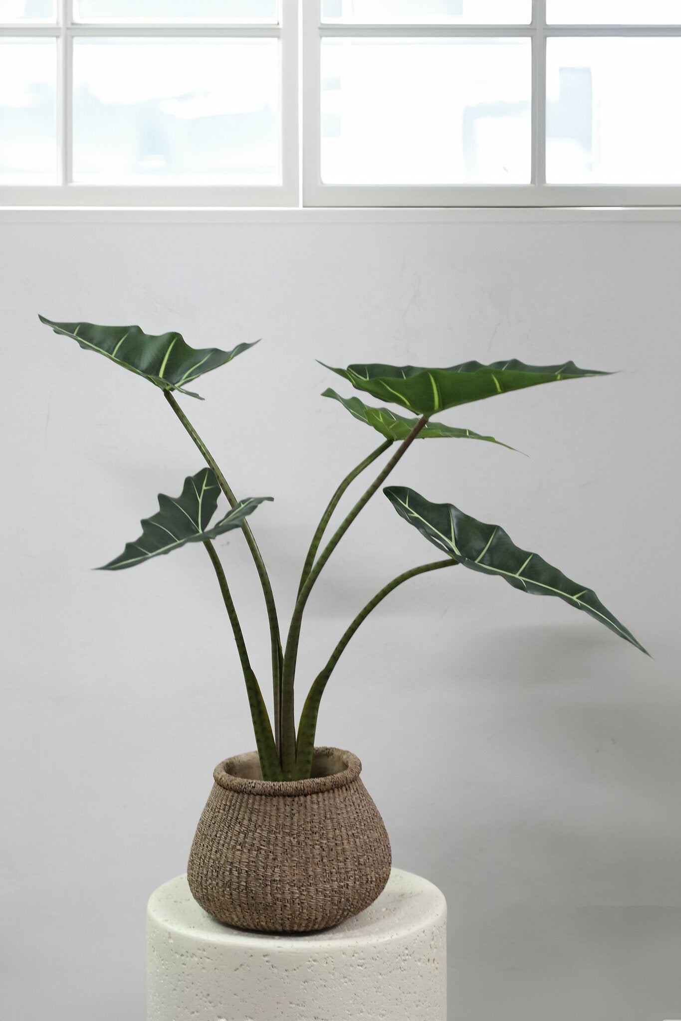 Leaves Plant Alocasia Polly Plant In Pot S 80x60x76 cm