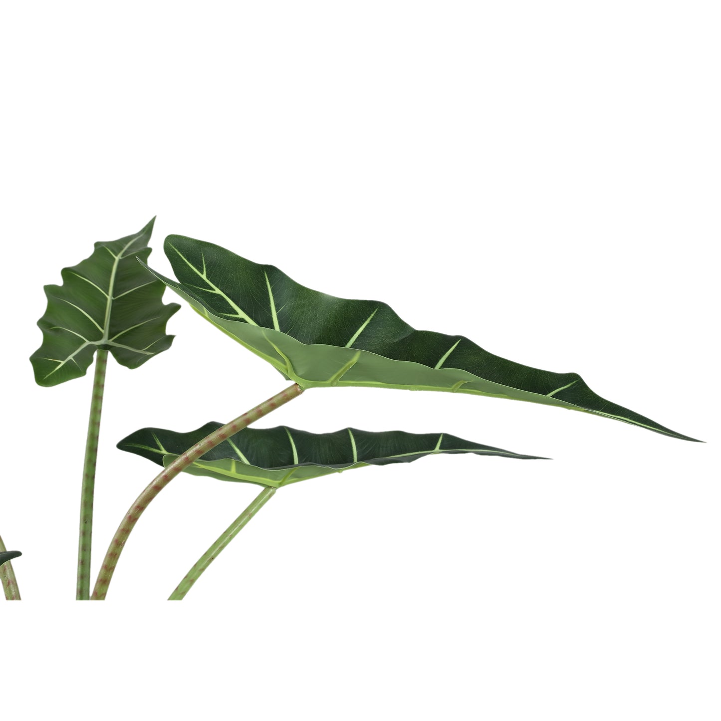Leaves Plant Alocasia Polly Plant In Pot S 80x60x76 cm