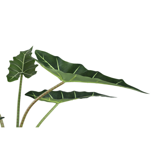 Leaves Plant Alocasia Polly Plant In Pot S 80x60x76 cm