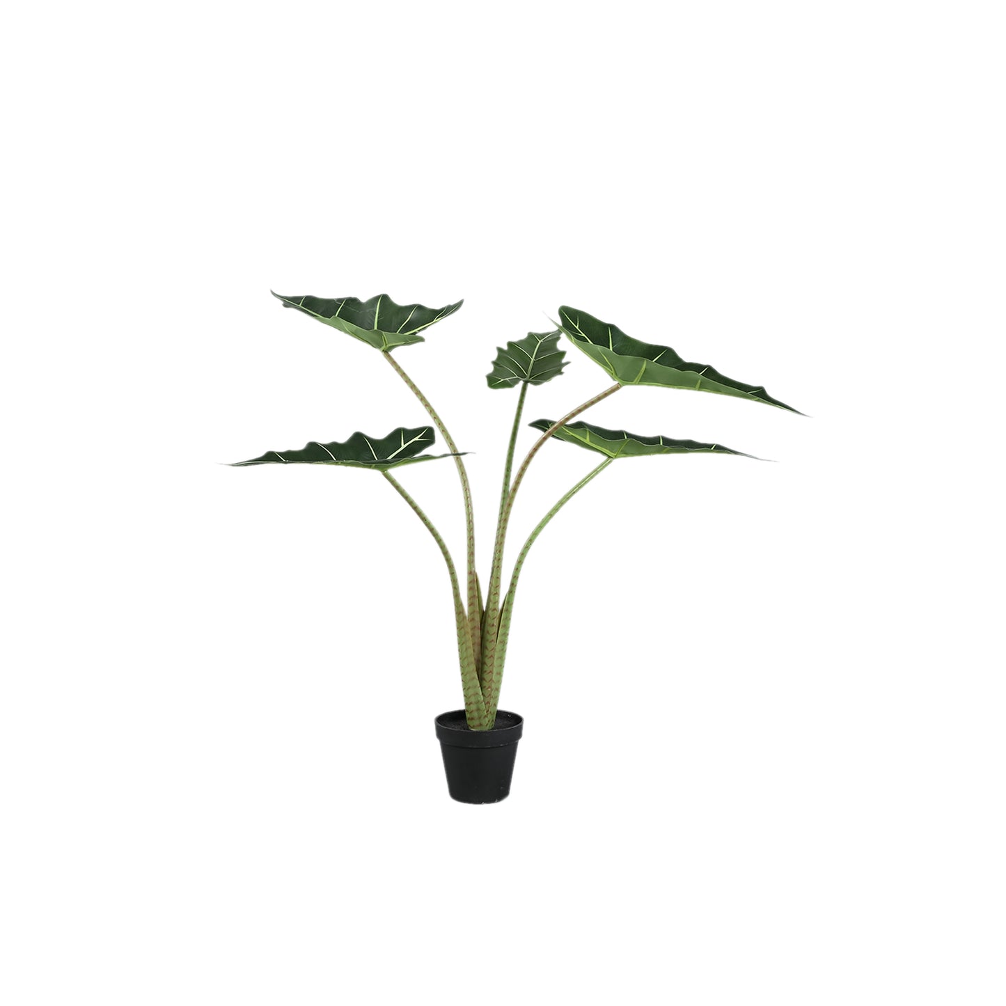 Leaves Plant Alocasia Polly Plant In Pot S 80x60x76 cm