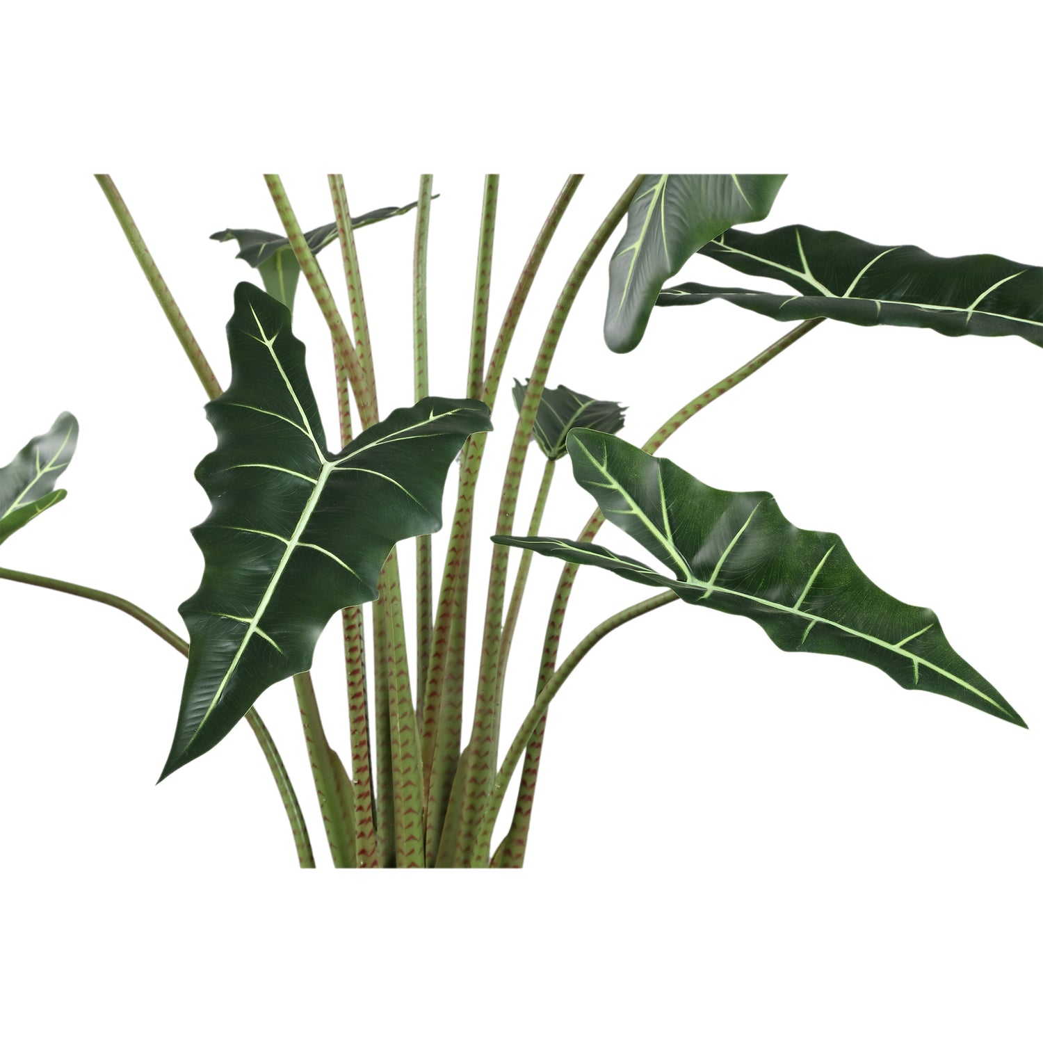 Leaves Plant Alocasia Polly Plant In Pot L 140x117x137 cm