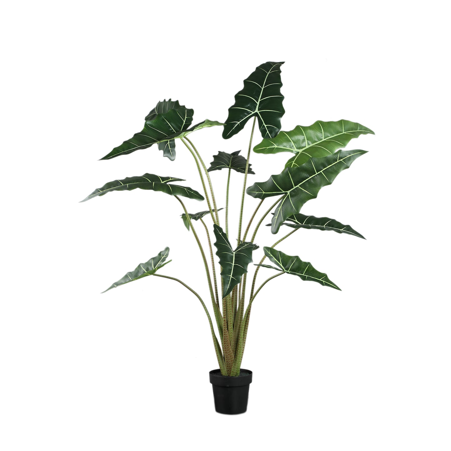 Leaves Plant Alocasia Polly Plant In Pot L 140x117x137 cm
