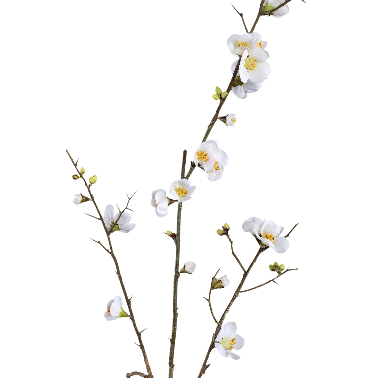 Blossom Japanse Kweepeer Wit S - Set van 12 - 12 Sets 89x52x19 cm