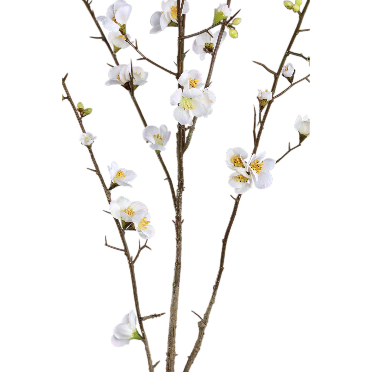 Blossom Japanese Flowering Quince Wit M – Set van 12 Stuks - 12 Sets 121x66x54 cm