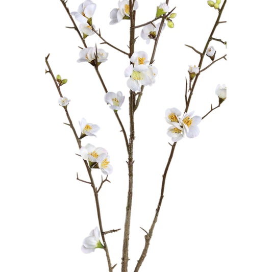Blossom Japanese Flowering Quince Wit M – Set van 12 Stuks - 12 Sets 121x66x54 cm
