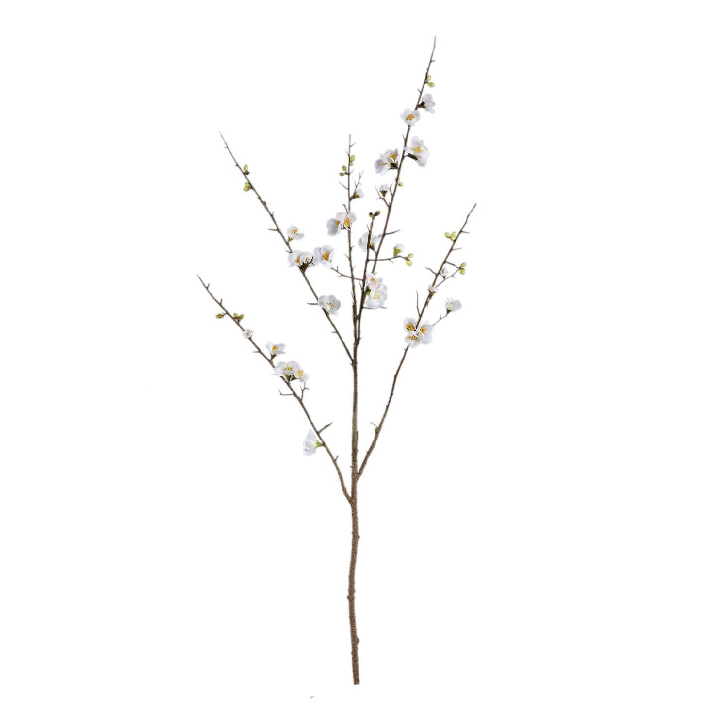 Blossom Japanese Flowering Quince Wit M – Set van 12 Stuks - 12 Sets 121x66x54 cm