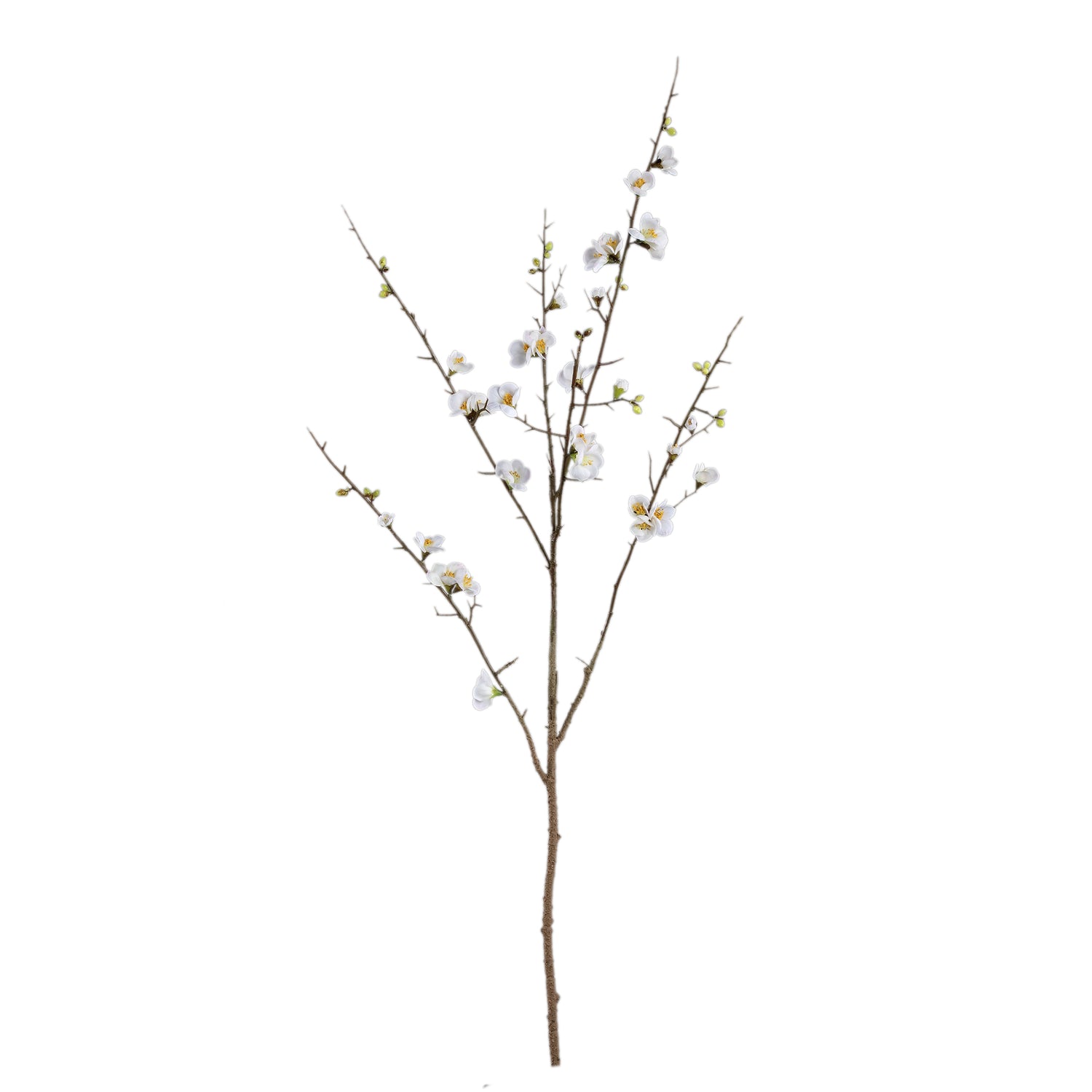Blossom Japanese Flowering Quince Wit M – Set van 12 Stuks - 12 Sets 121x66x54 cm