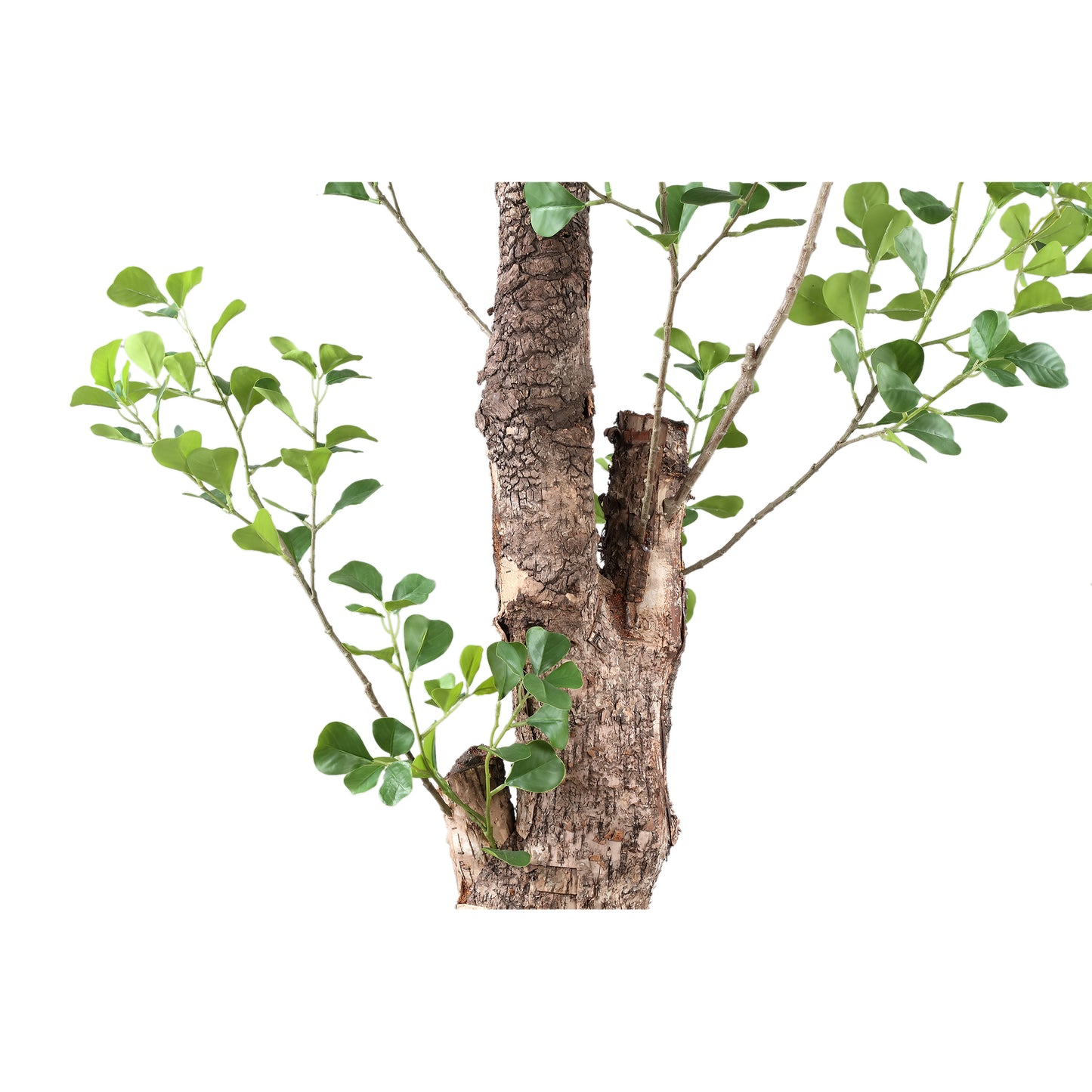 Tree Green Triangularis Tree In Pot 180cm 180x80x80 cm