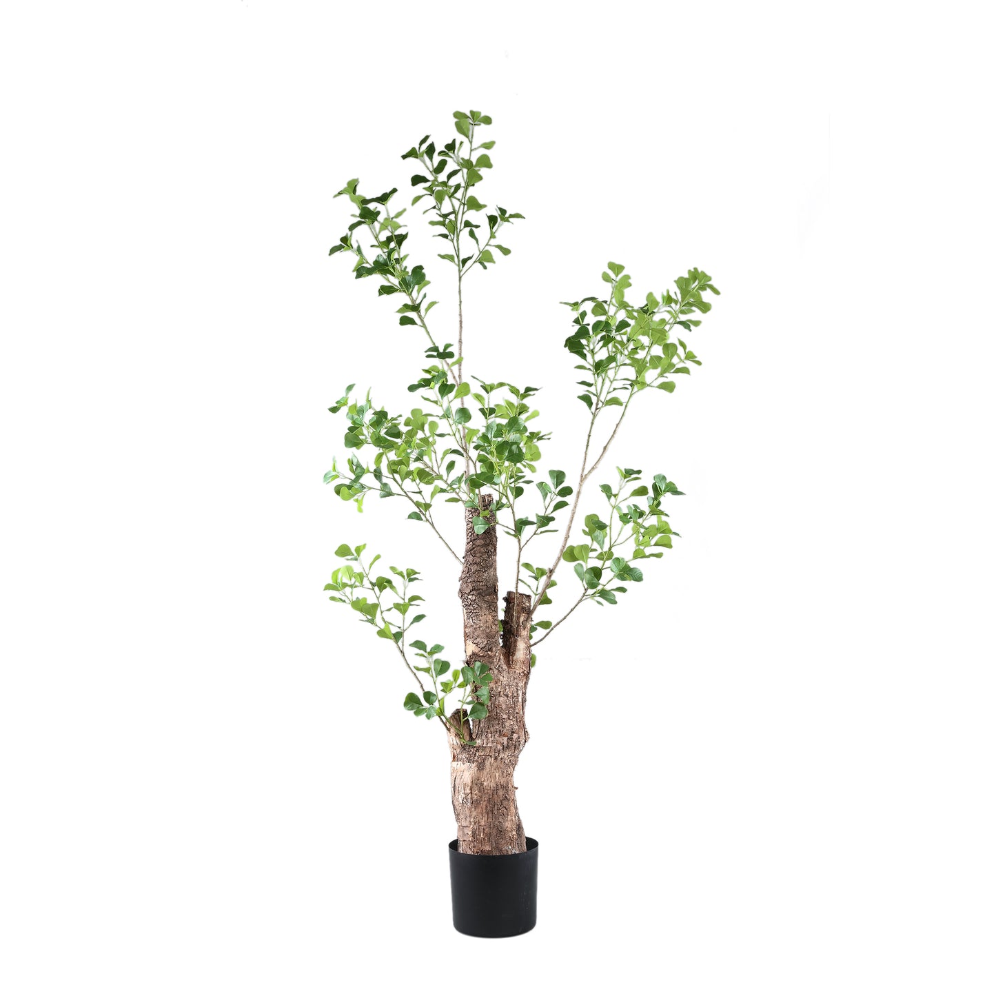 Tree Green Triangularis Tree In Pot 180cm 180x80x80 cm