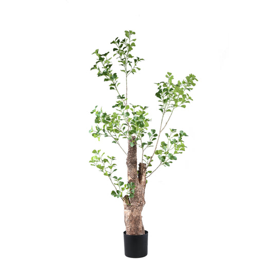 Tree Green Triangularis Tree In Pot 180cm 180x80x80 cm