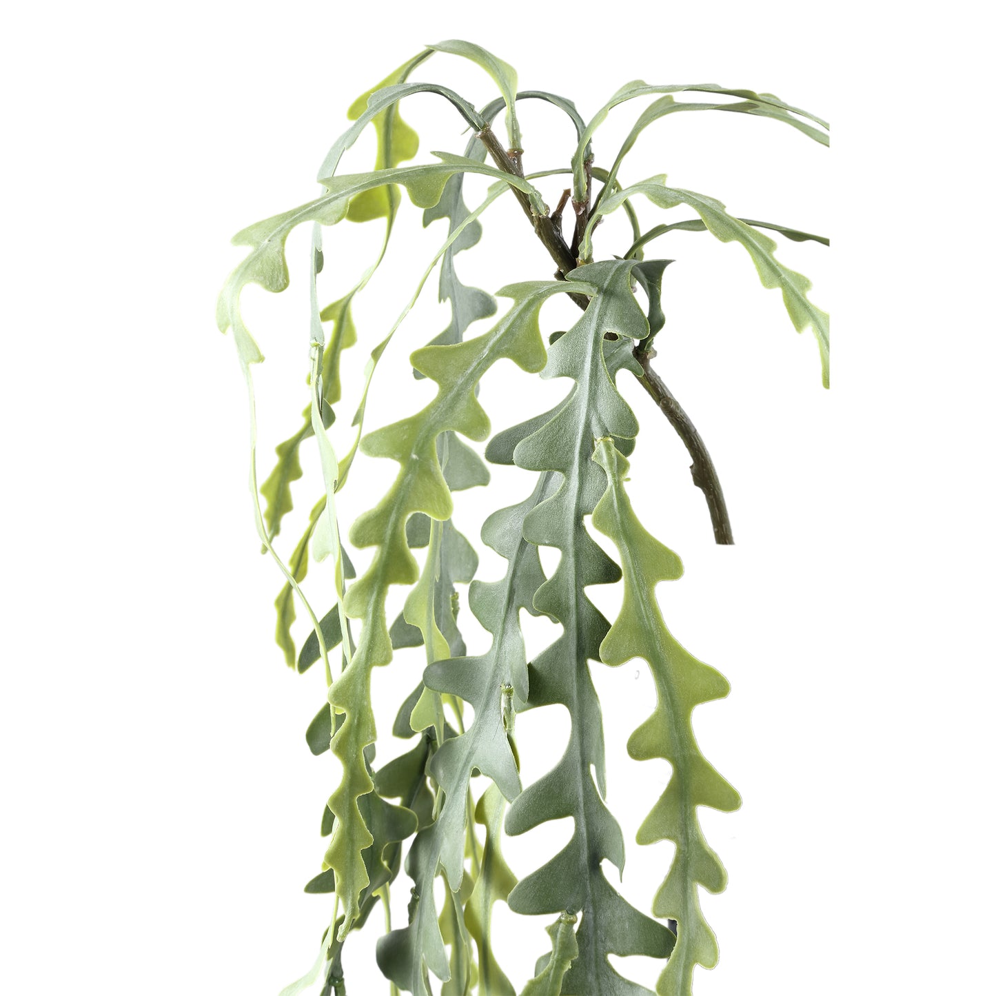 Succulent Plant Groen Epiphyllum Hangend Spray - Set van 12 Stuks - 12 Sets 71x55x24 cm