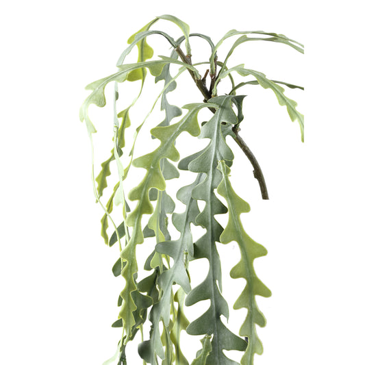 Succulent Plant Groen Epiphyllum Hangend Spray - Set van 12 Stuks - 12 Sets 71x55x24 cm