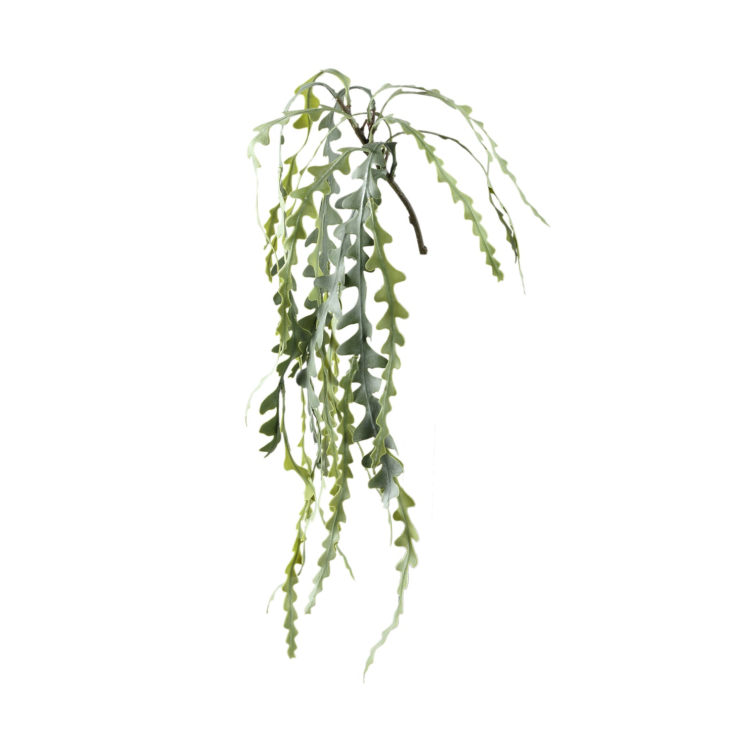 Succulent Plant Groen Epiphyllum Hangend Spray - Set van 12 Stuks - 12 Sets 71x55x24 cm