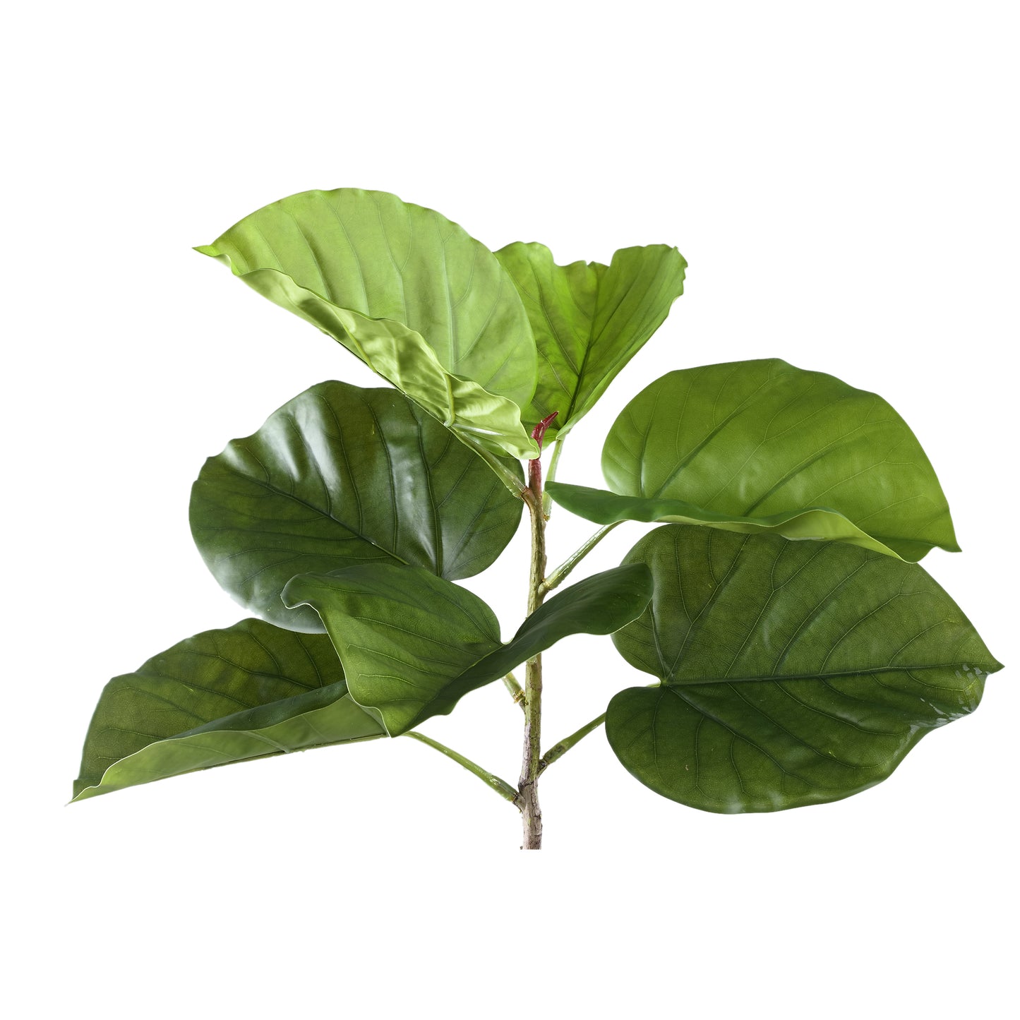 Leaves Plant Groen Ficus Bladeren Struik Set van 6 Stuks - 6 Sets 75x37x42 cm