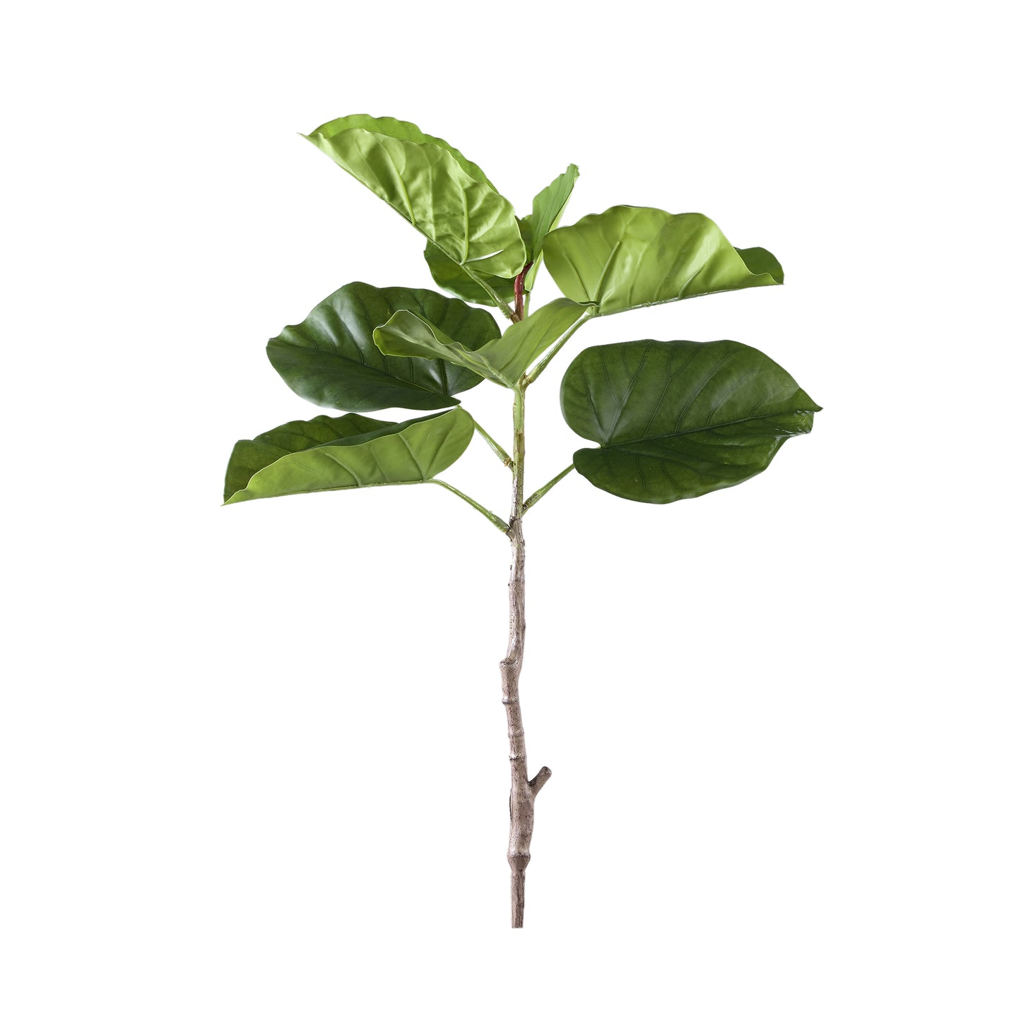 Leaves Plant Groen Ficus Bladeren Struik Set van 6 Stuks - 6 Sets 75x37x42 cm