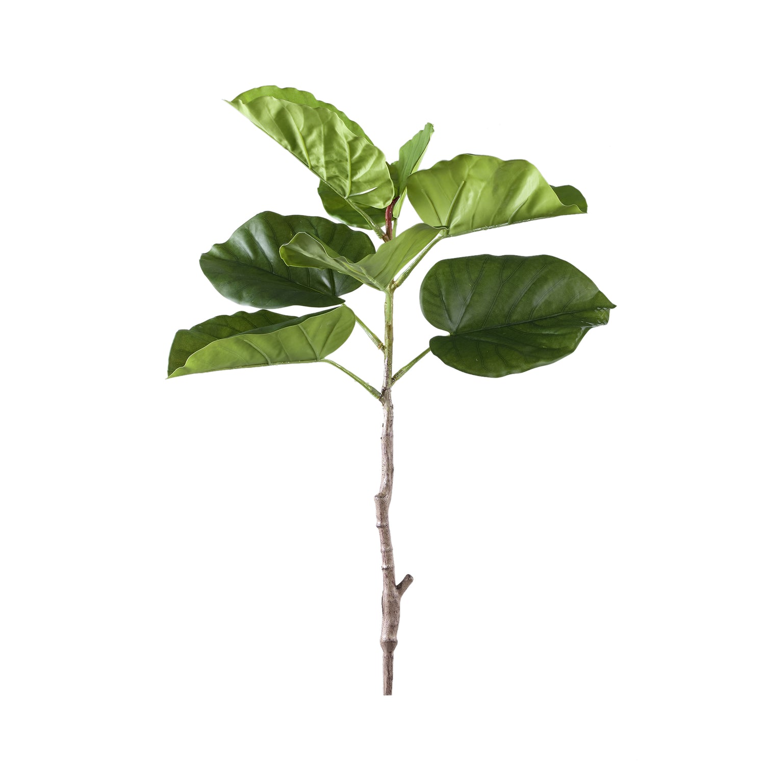 Leaves Plant Groen Ficus Bladeren Struik Set van 6 Stuks - 6 Sets 75x37x42 cm