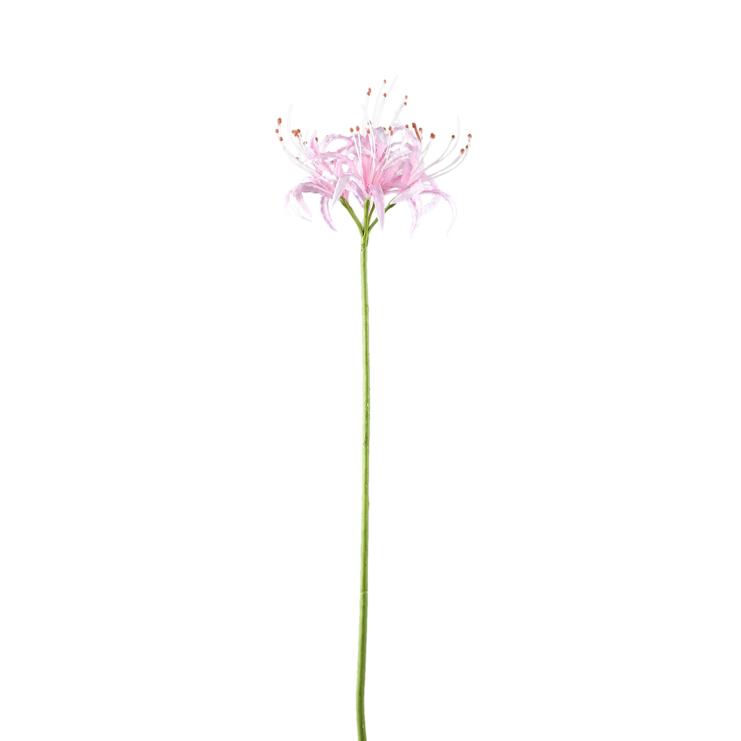 Lily Flower Roze Spinnelelie - Set van 12 91x16x20 cm