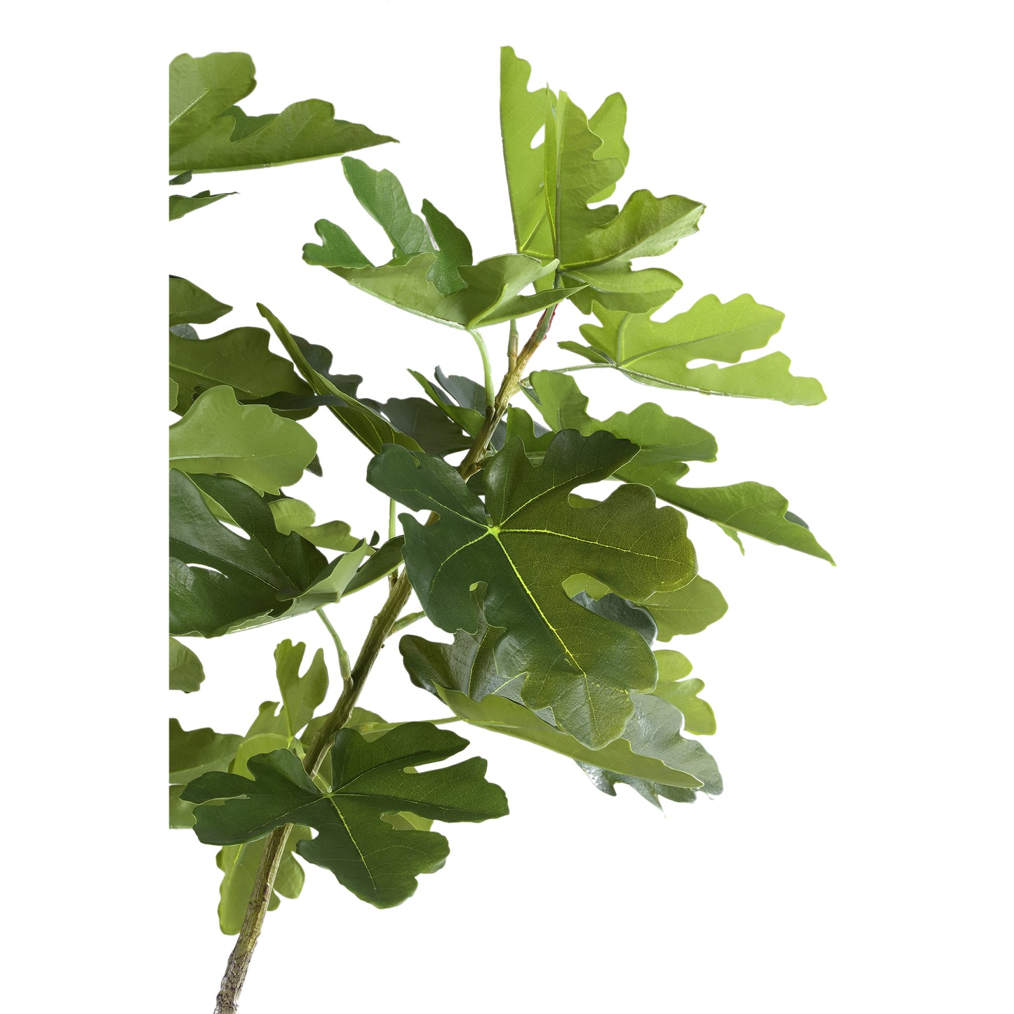 Tree Groen Vijgenboom In Pot L 152.5x118x110 cm