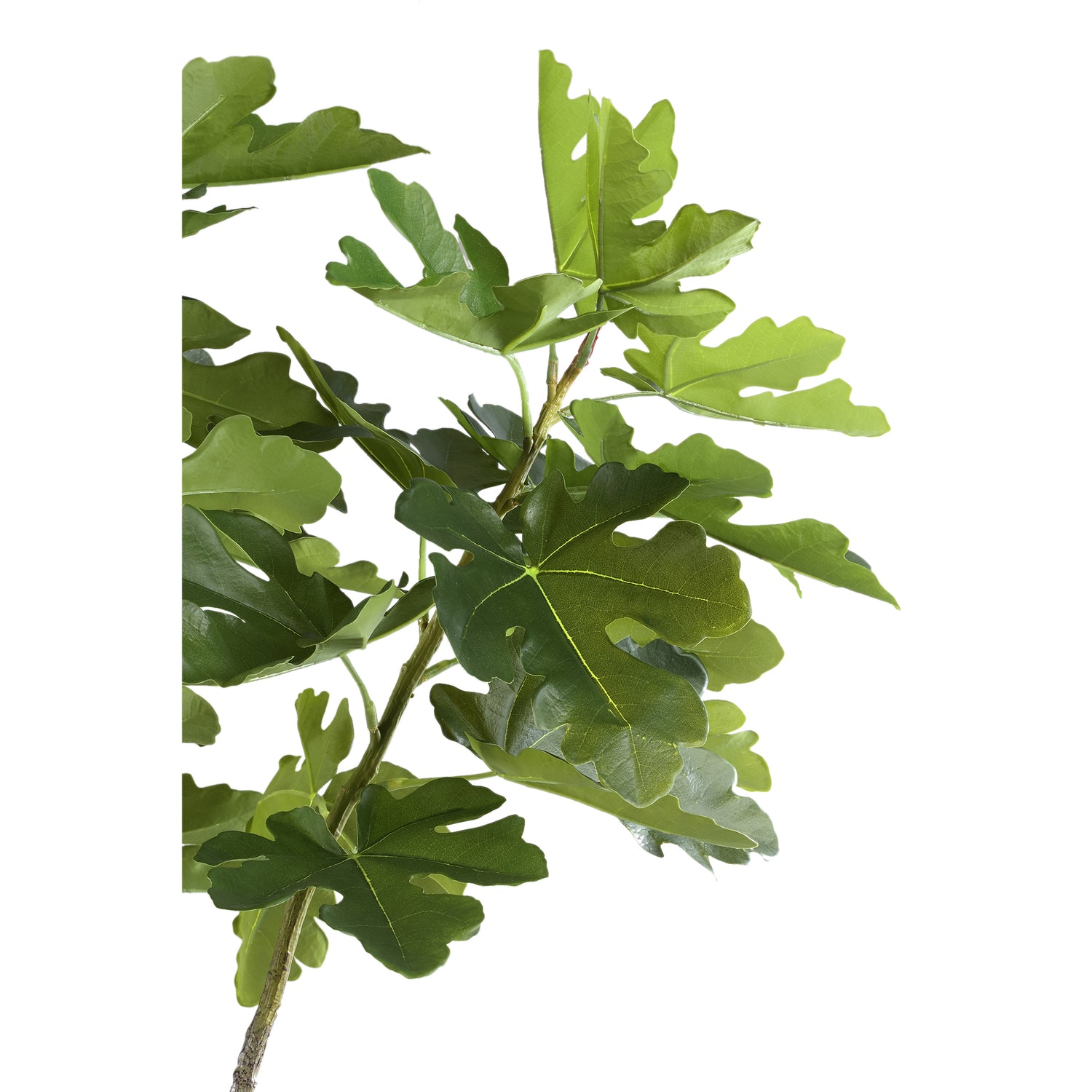 Tree Groen Vijgenboom In Pot L 152.5x118x110 cm