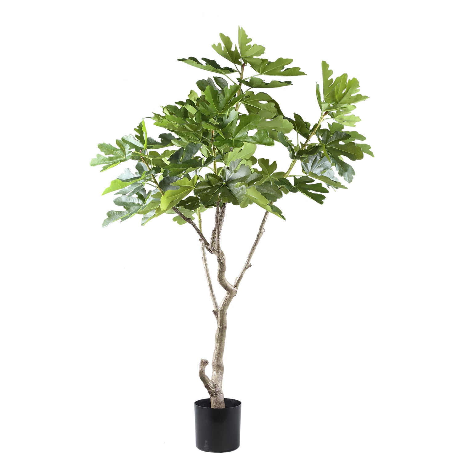 Tree Groen Vijgenboom In Pot L 152.5x118x110 cm