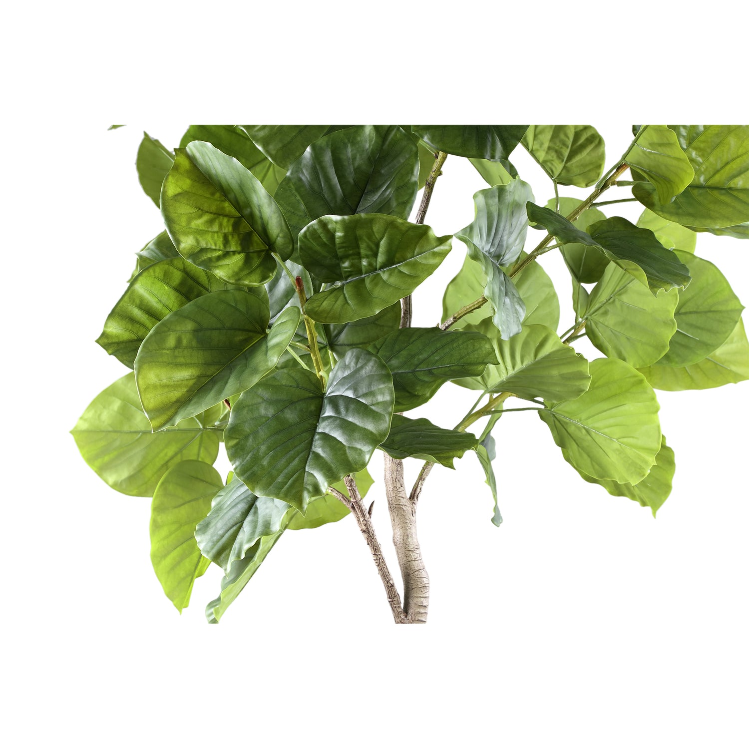 Tree Groen Ficus Boom In Pot L 183x118x85 cm