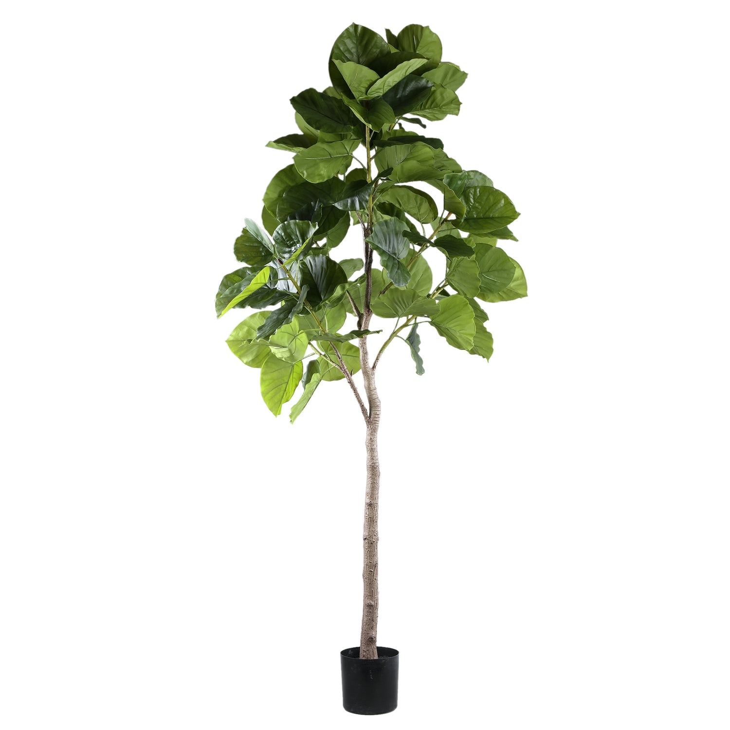 Tree Groen Ficus Boom In Pot L 183x118x85 cm