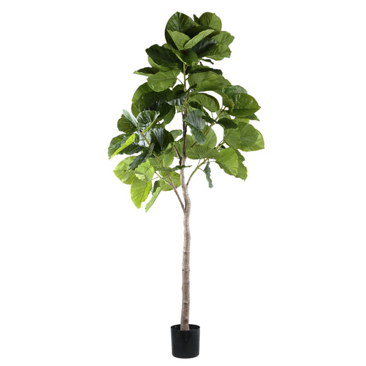 Tree Groen Ficus Boom In Pot L 183x118x85 cm