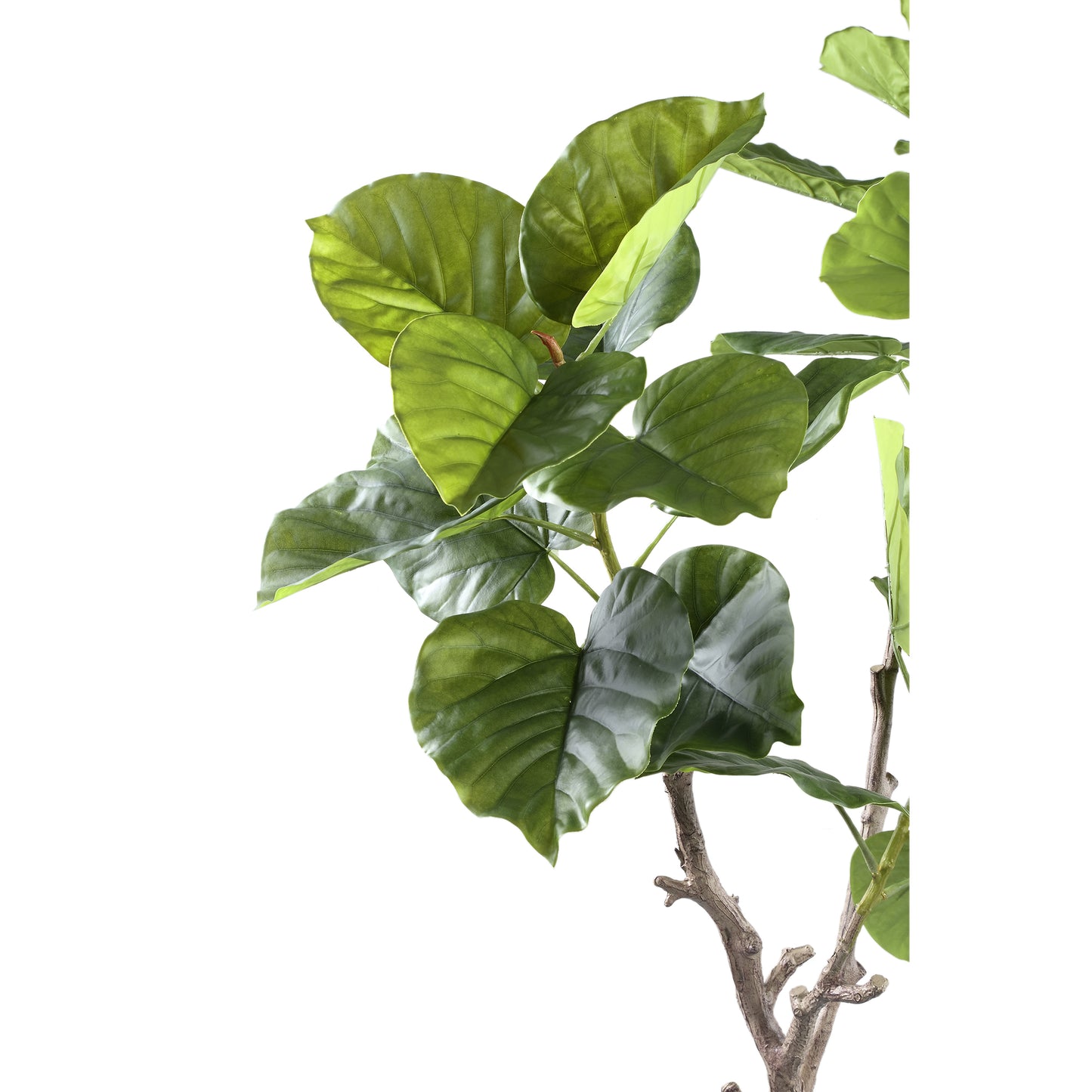 Tree Groene Ficus In Pot S 122x94x75 cm