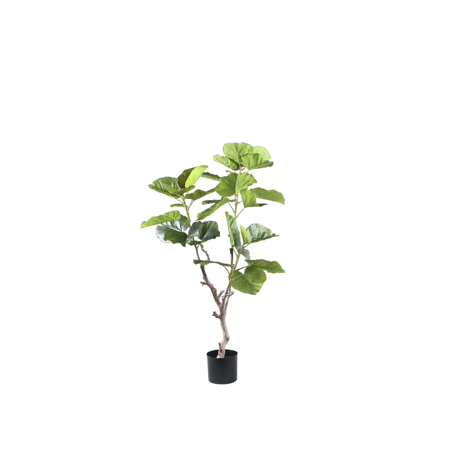 Tree Groene Ficus In Pot S 122x94x75 cm