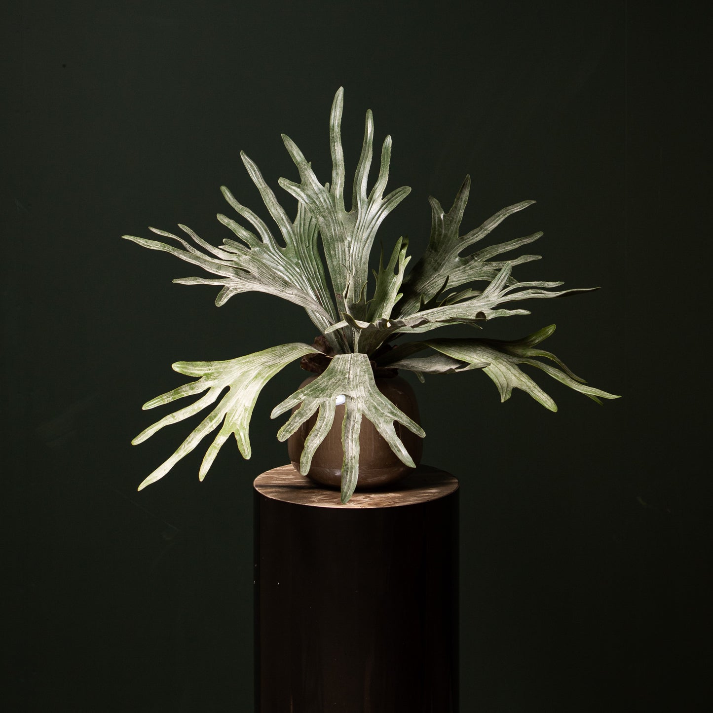 Leaves Plant Donkergroen Hertshoornvaren Op Stengel - Set van 12 10x55x15 cm