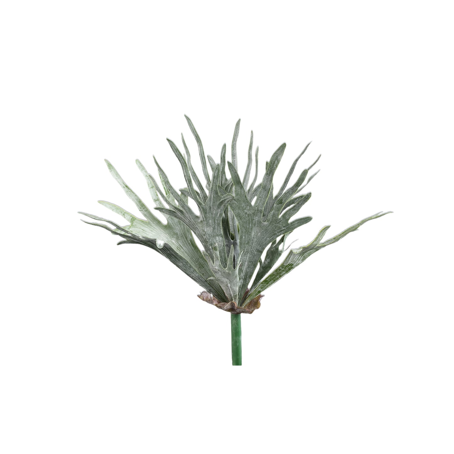 Leaves Plant Donkergroen Hertshoornvaren Op Stengel - Set van 12 10x55x15 cm